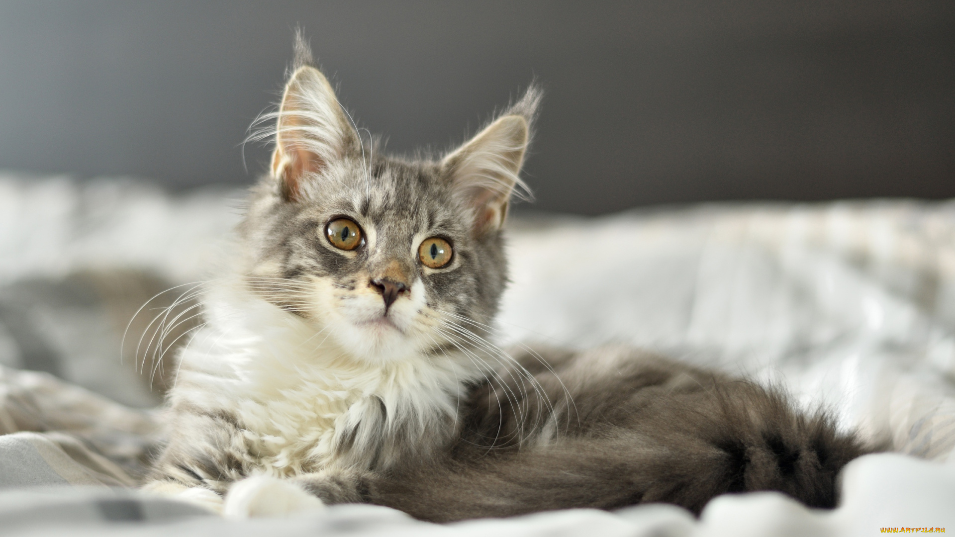 животные, коты, кот, серый, постель