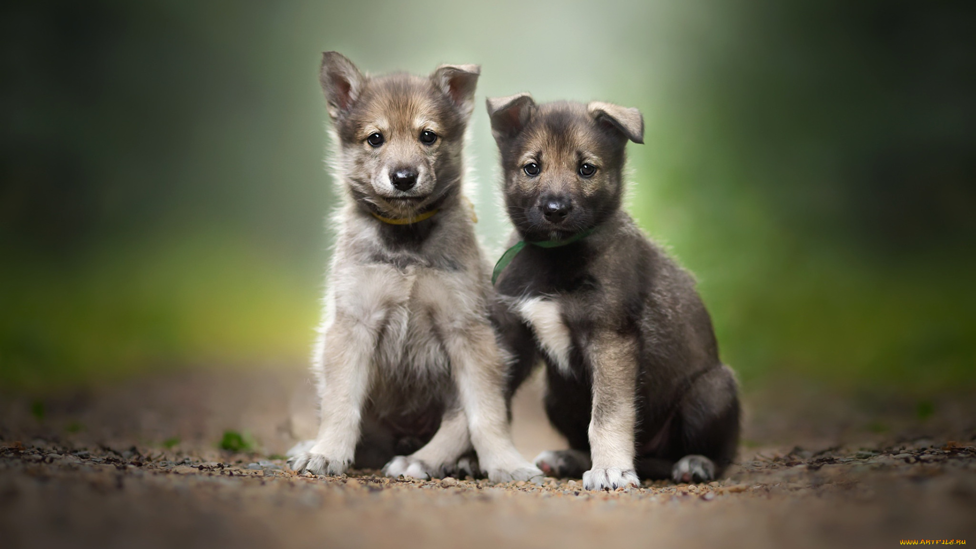животные, собаки, пара, wallhaven, щенки