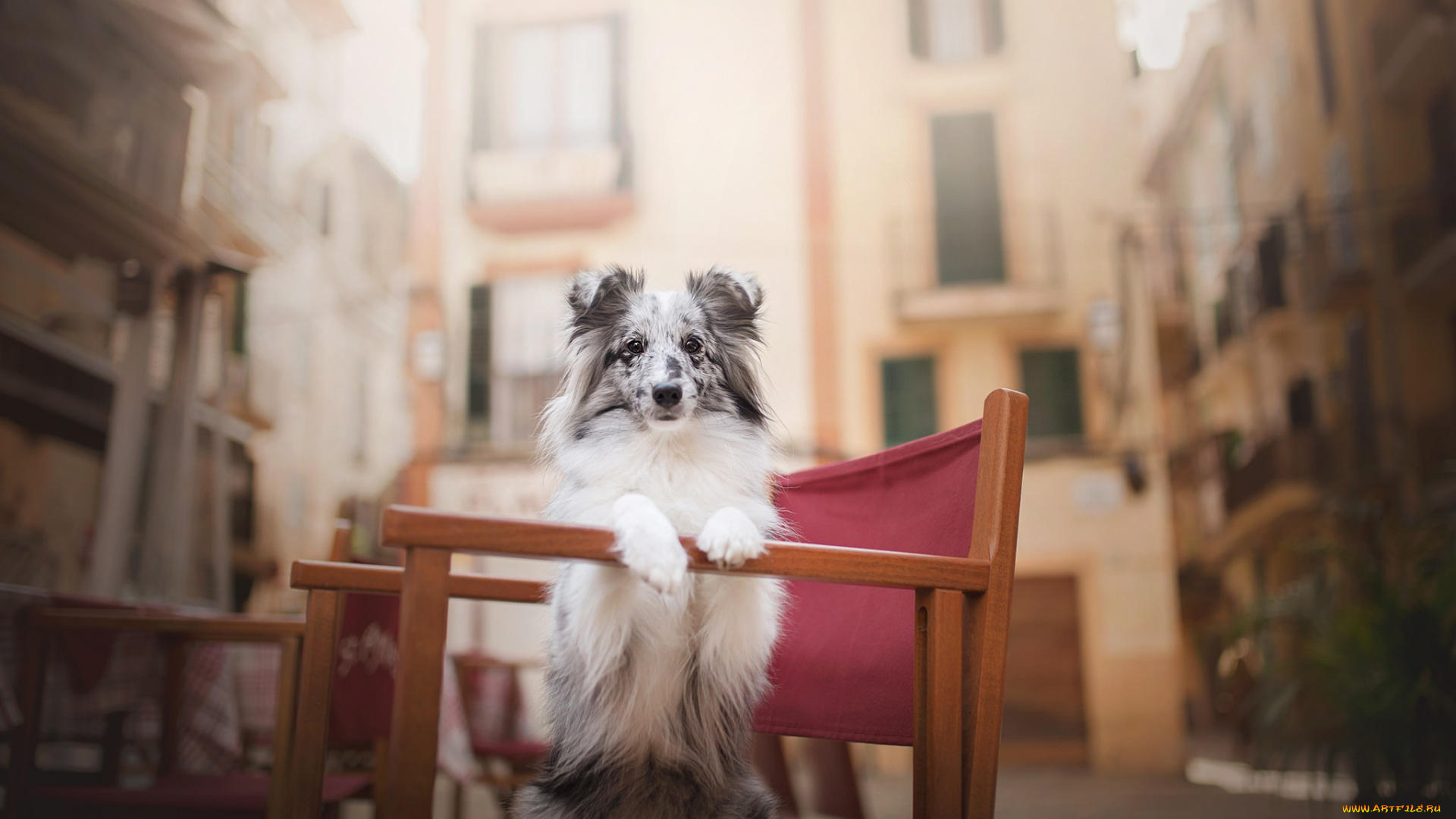 животные, собаки, собака, шетландская, овчарка, пятна, шелти, боке, стул