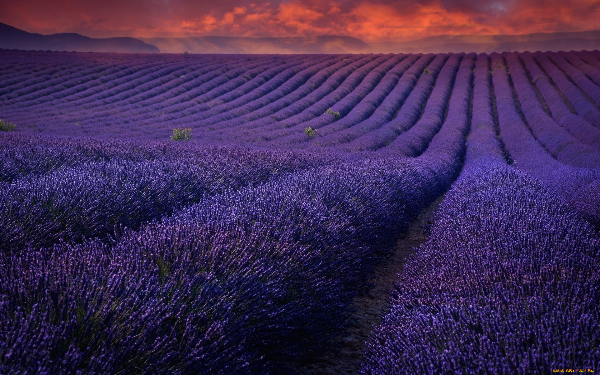 цветы, лаванда, закат, ряды, поле