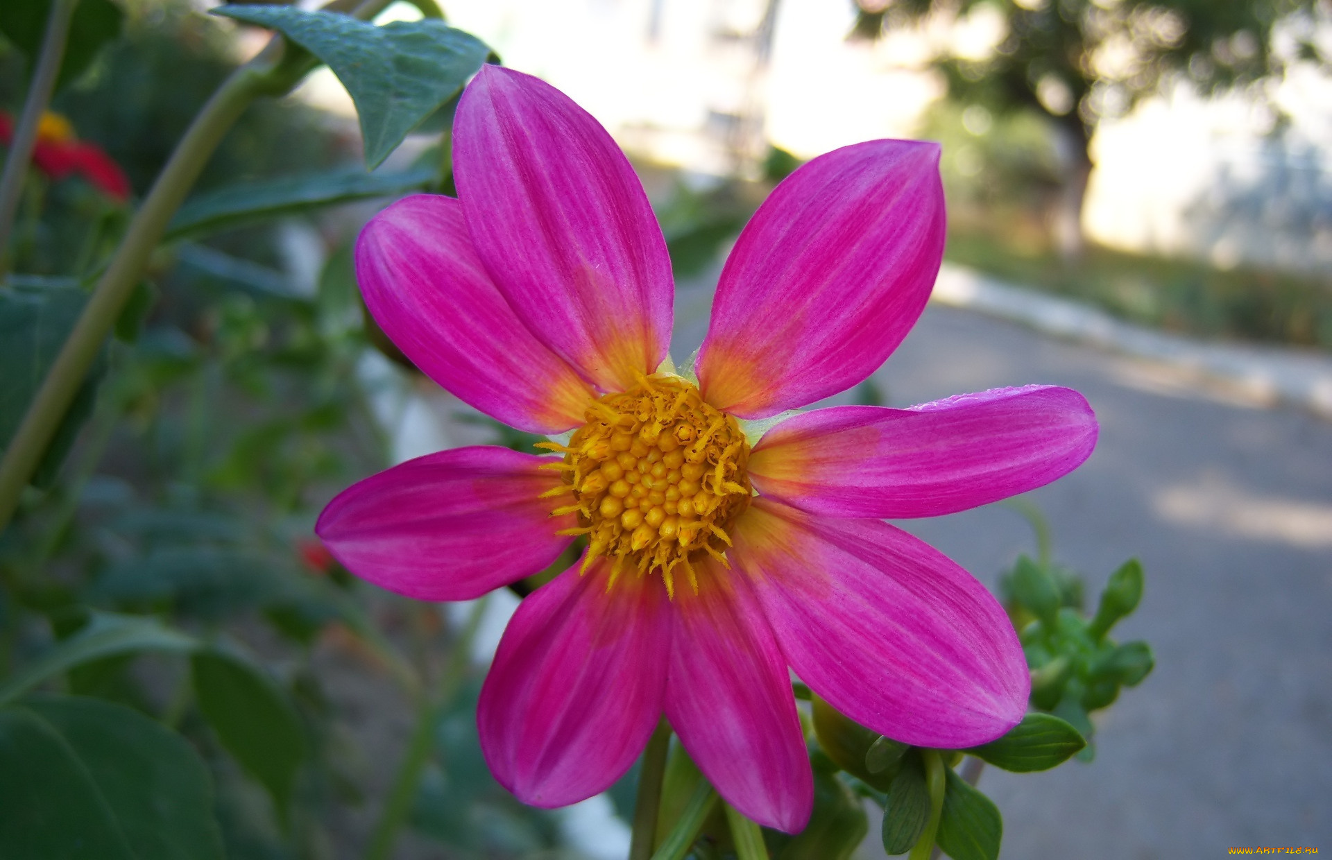 цветы, георгины, розовый