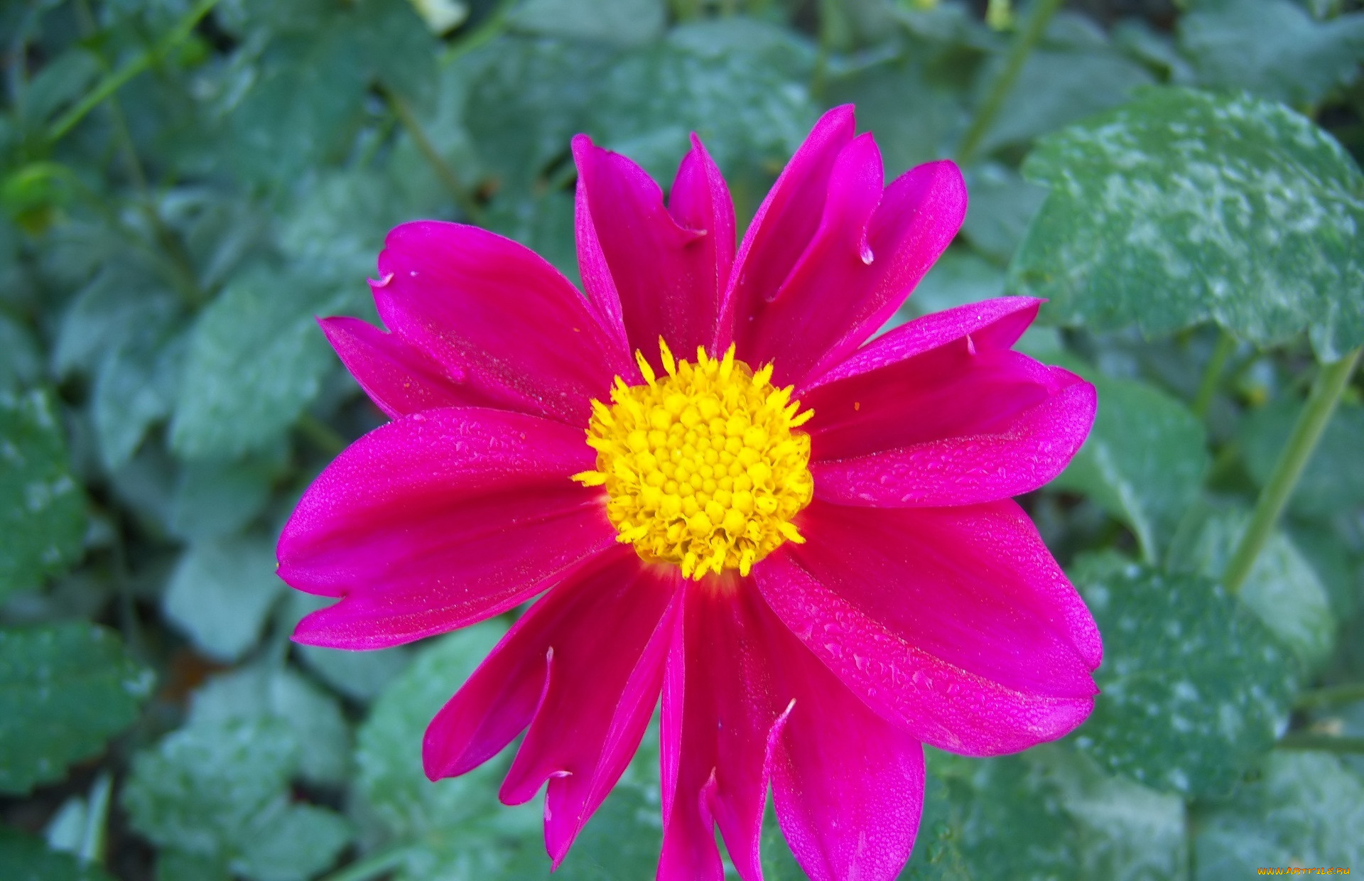 цветы, георгины, розовый, цвет