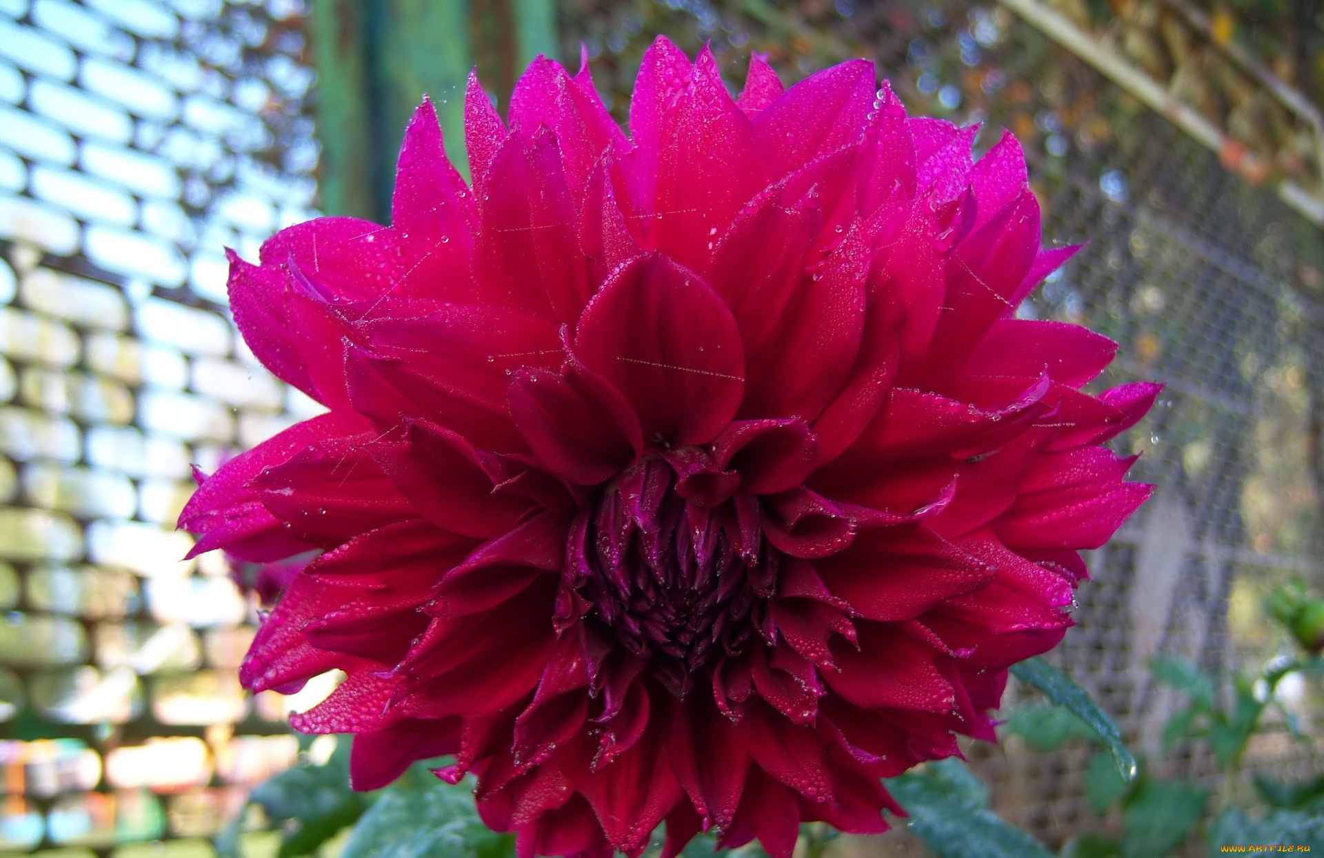 цветы, георгины, клумба