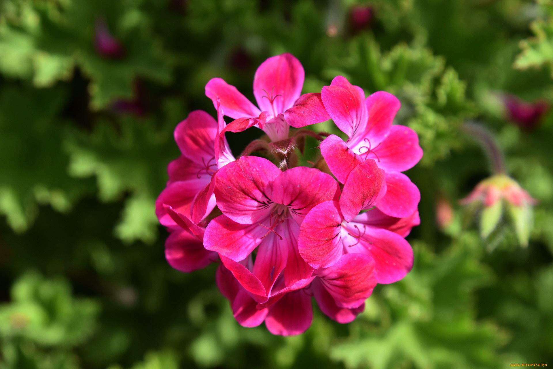 цветы, герань, соцветие