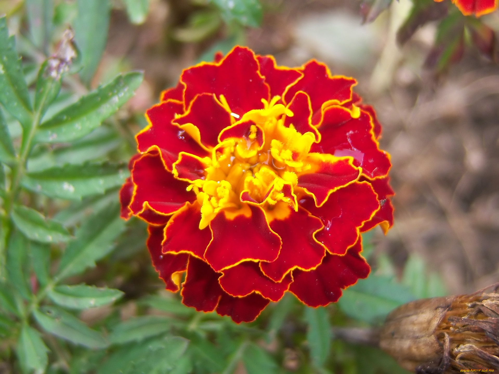 цветы, бархатцы, клумба