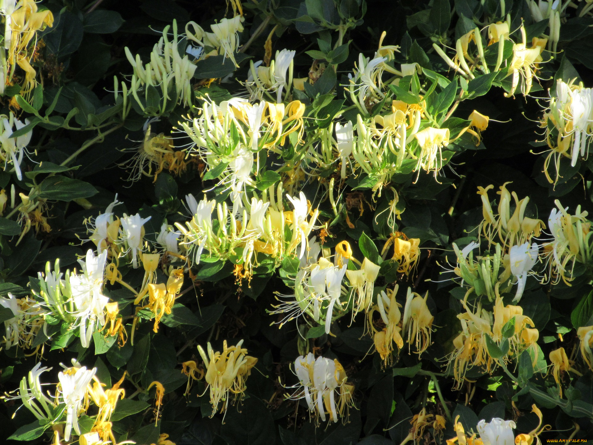 цветы, цветущие, деревья, , , кустарники, лето, 2018