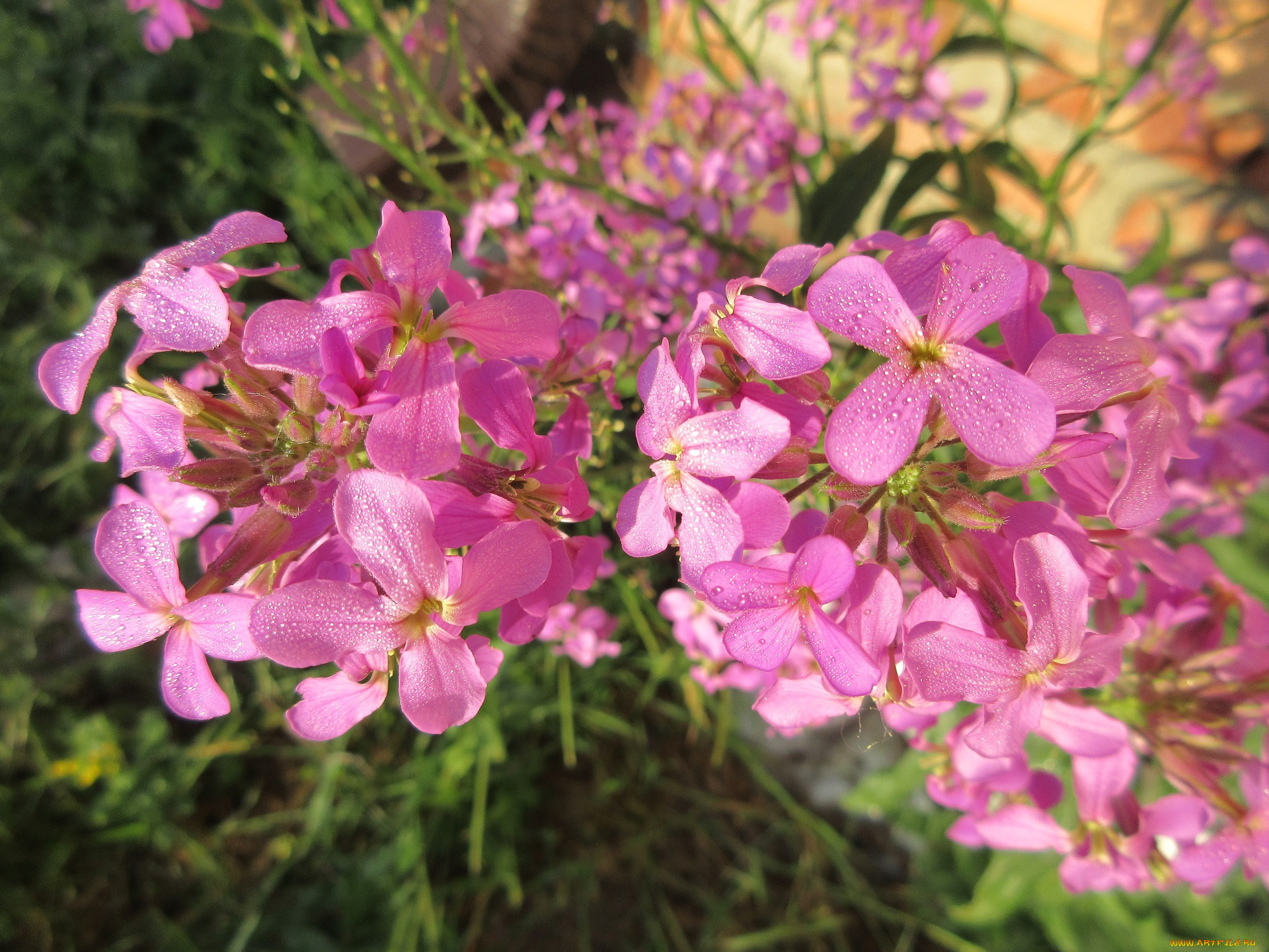 цветы, луговые, , полевые, , цветы, весна, 2018