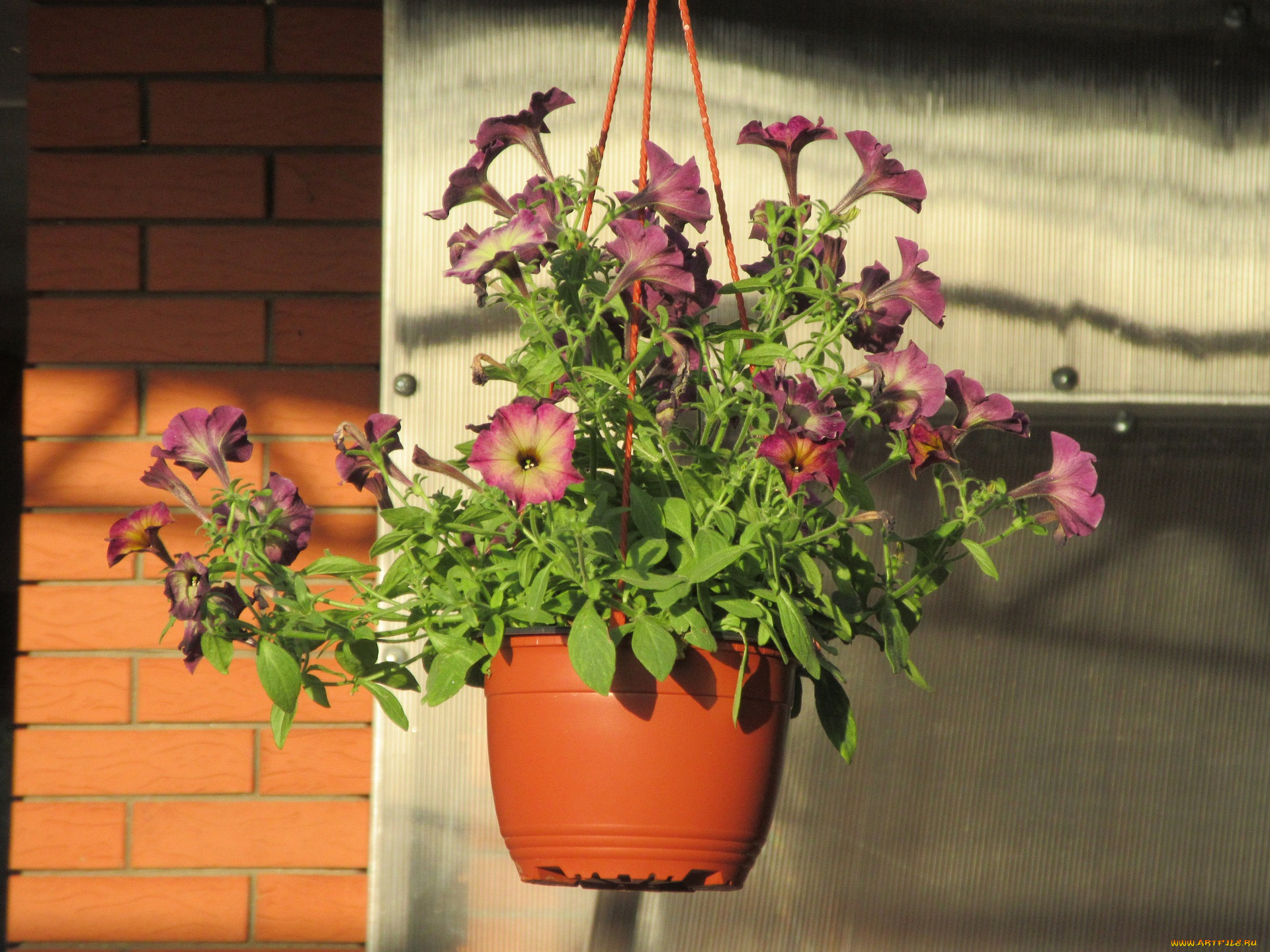 цветы, петунии, , калибрахоа, лето, 2018