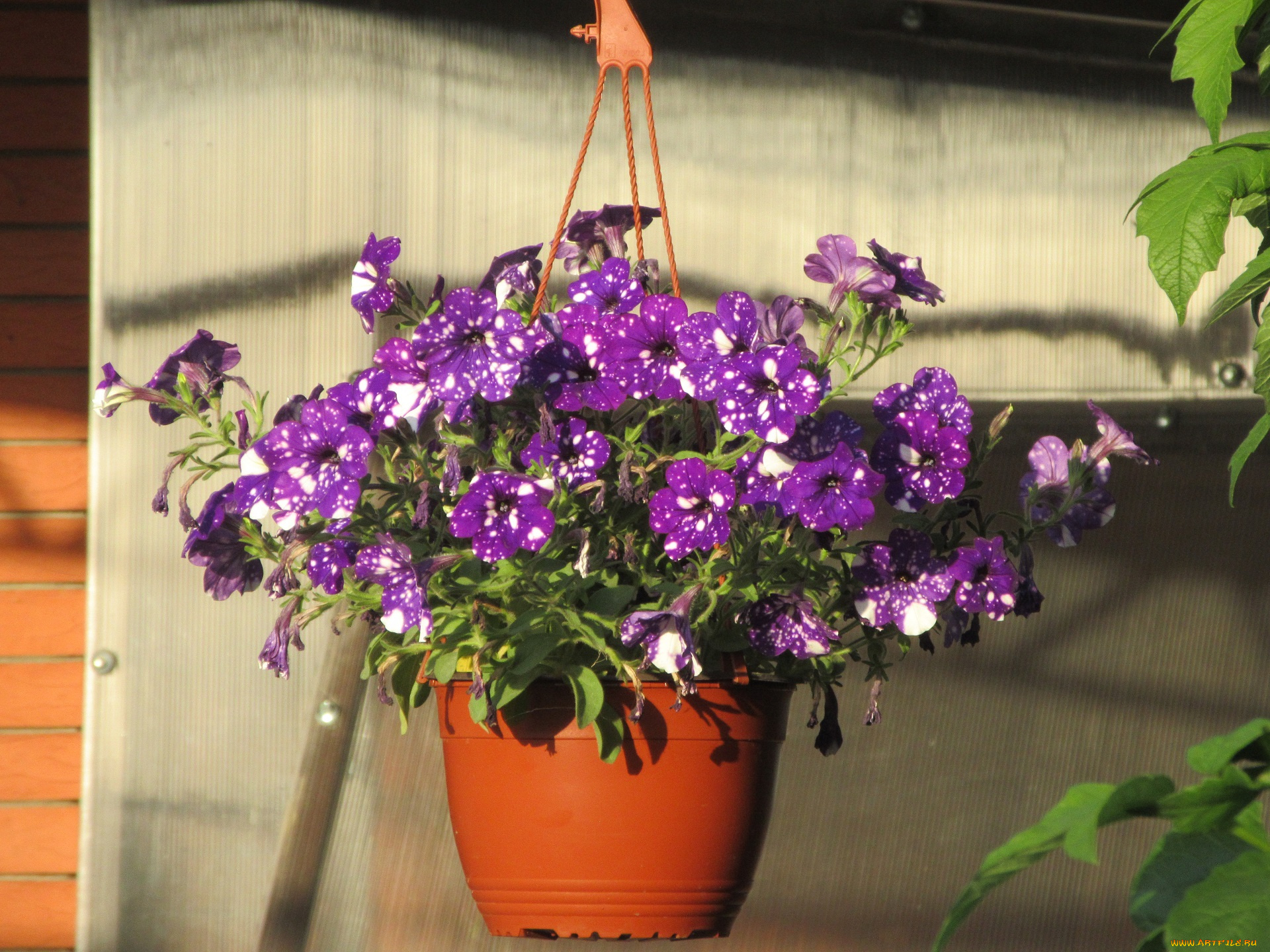 цветы, петунии, , калибрахоа, лето, 2018