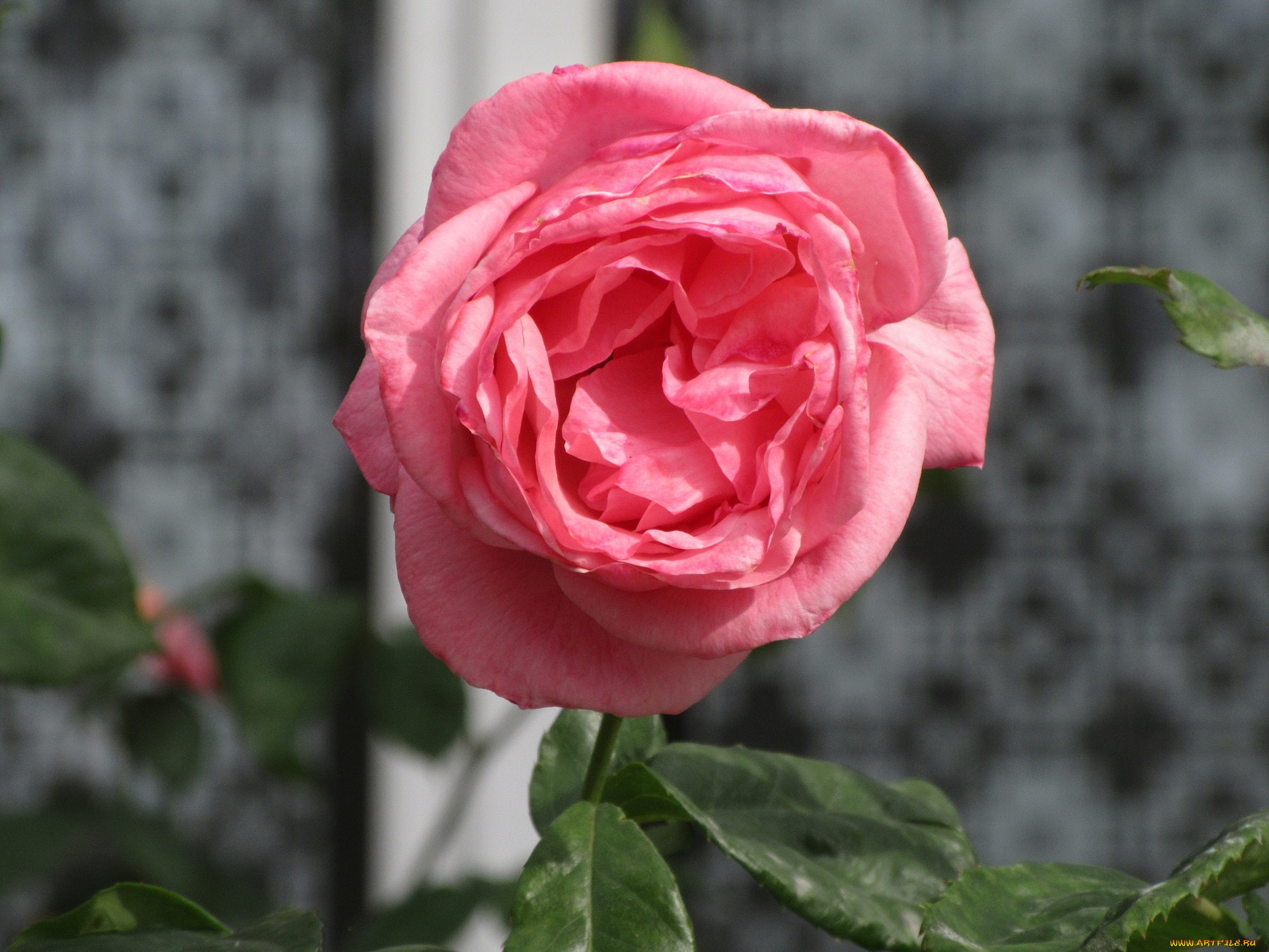 цветы, розы, лето, 2018