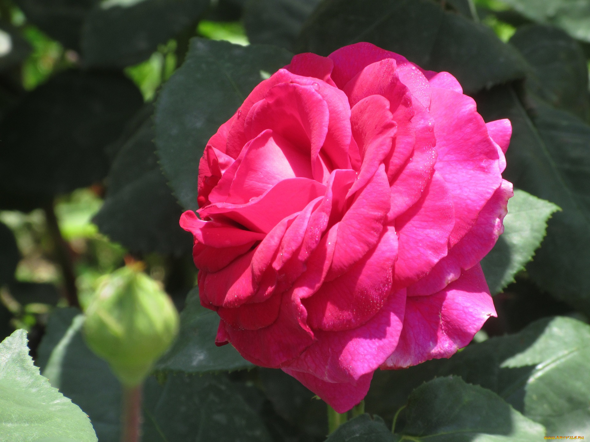 цветы, розы, лето, 2018