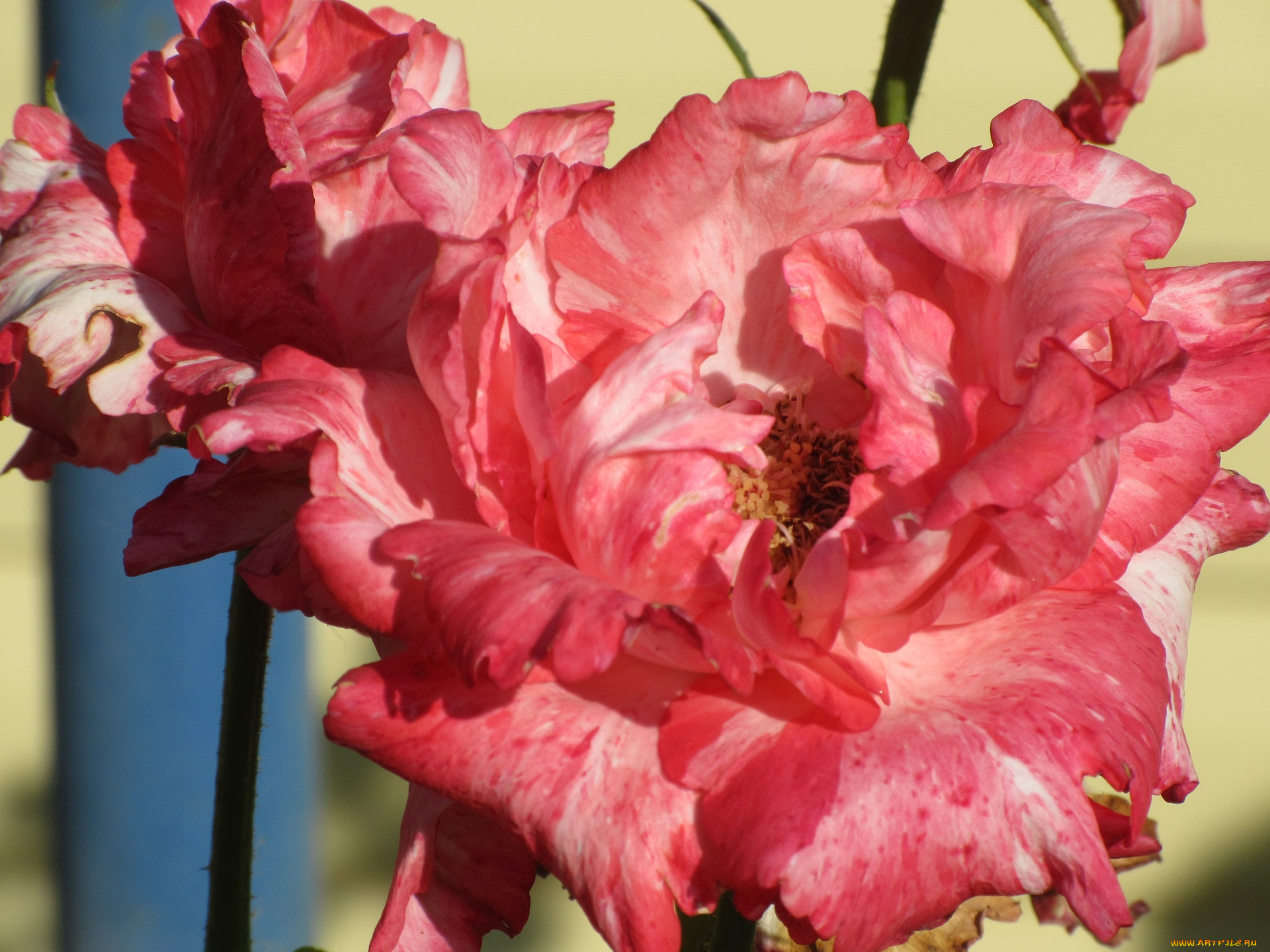 цветы, розы, лето, 2018