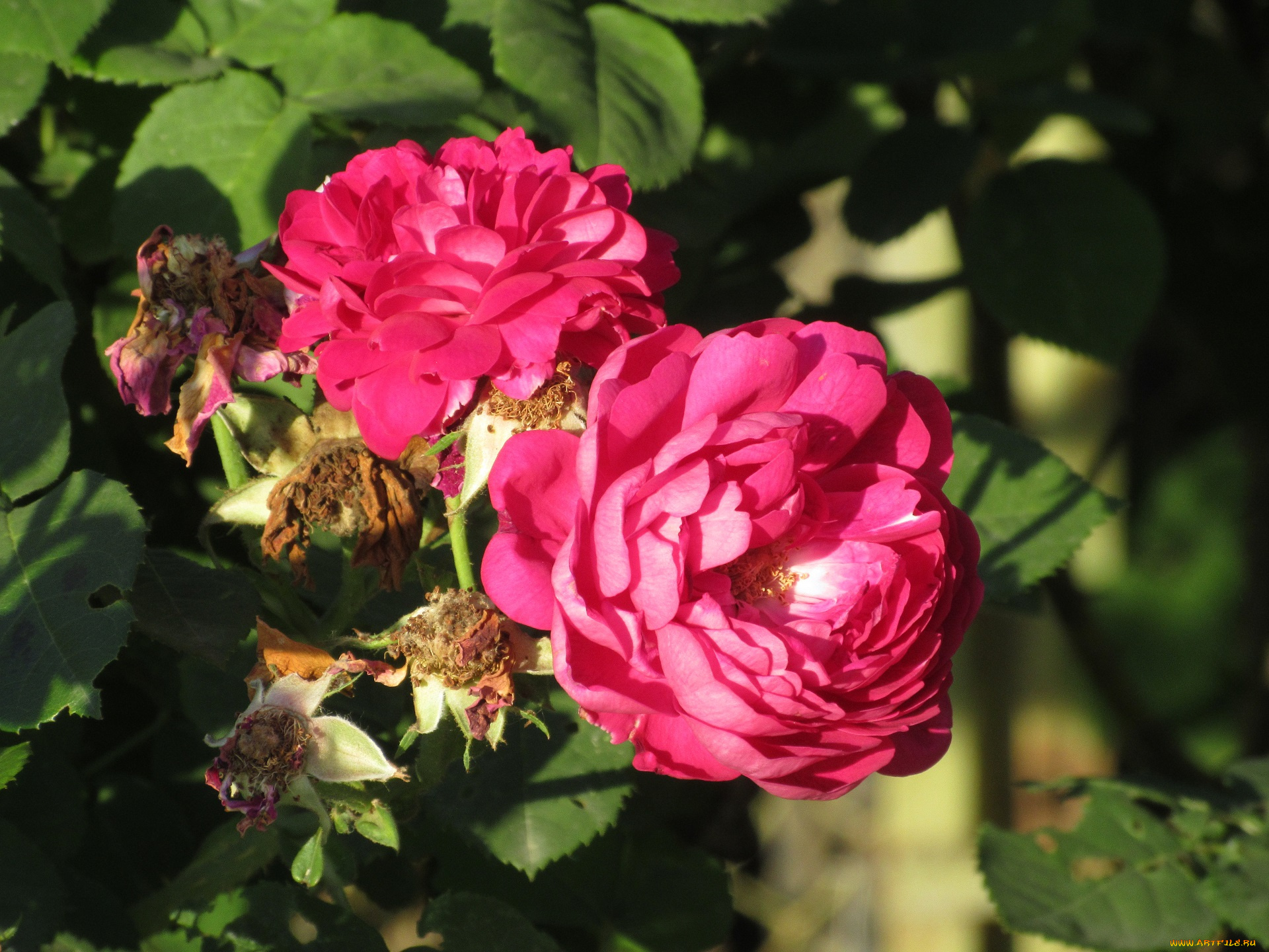 цветы, розы, лето, 2018