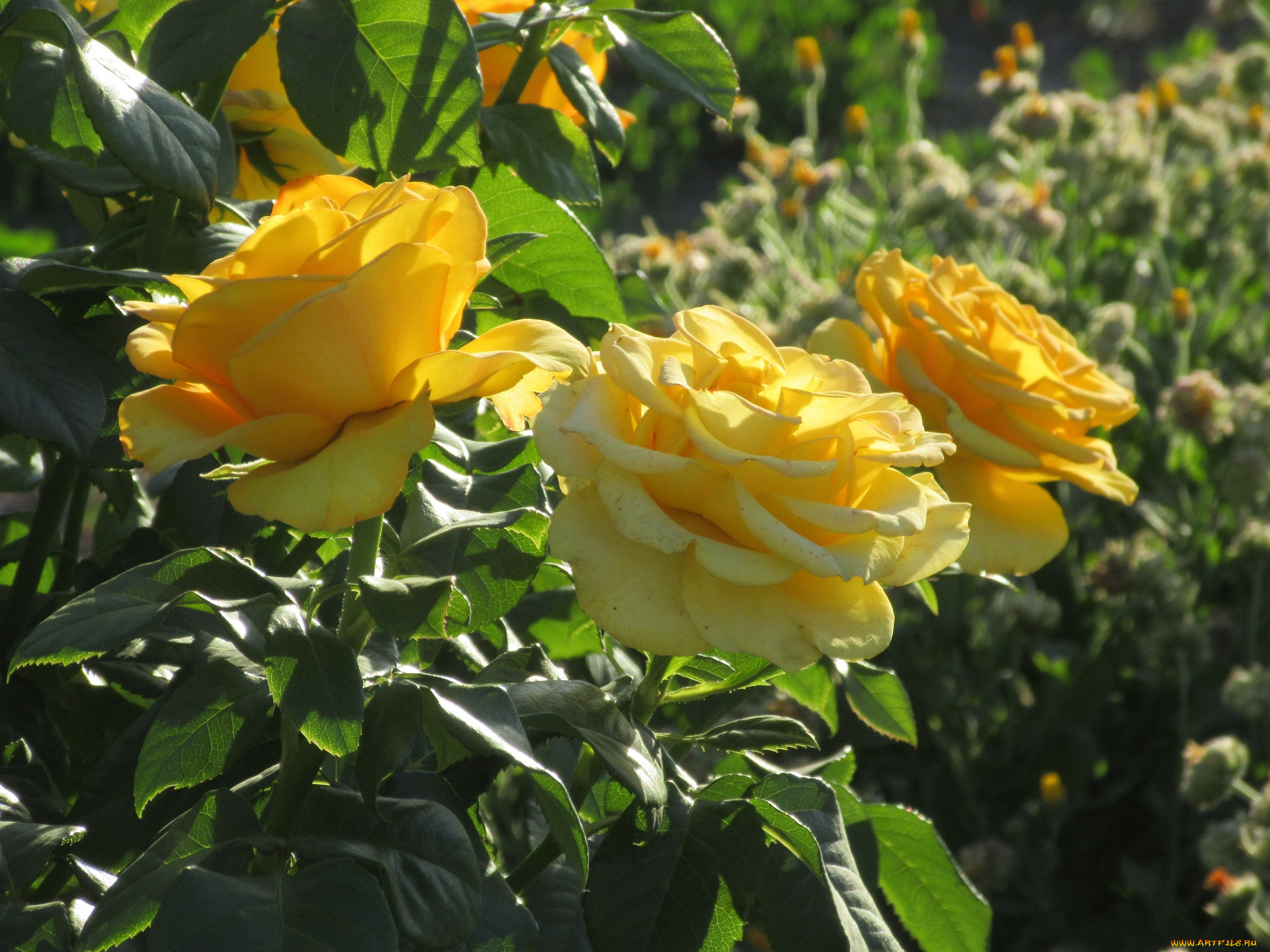 цветы, розы, лето, 2018