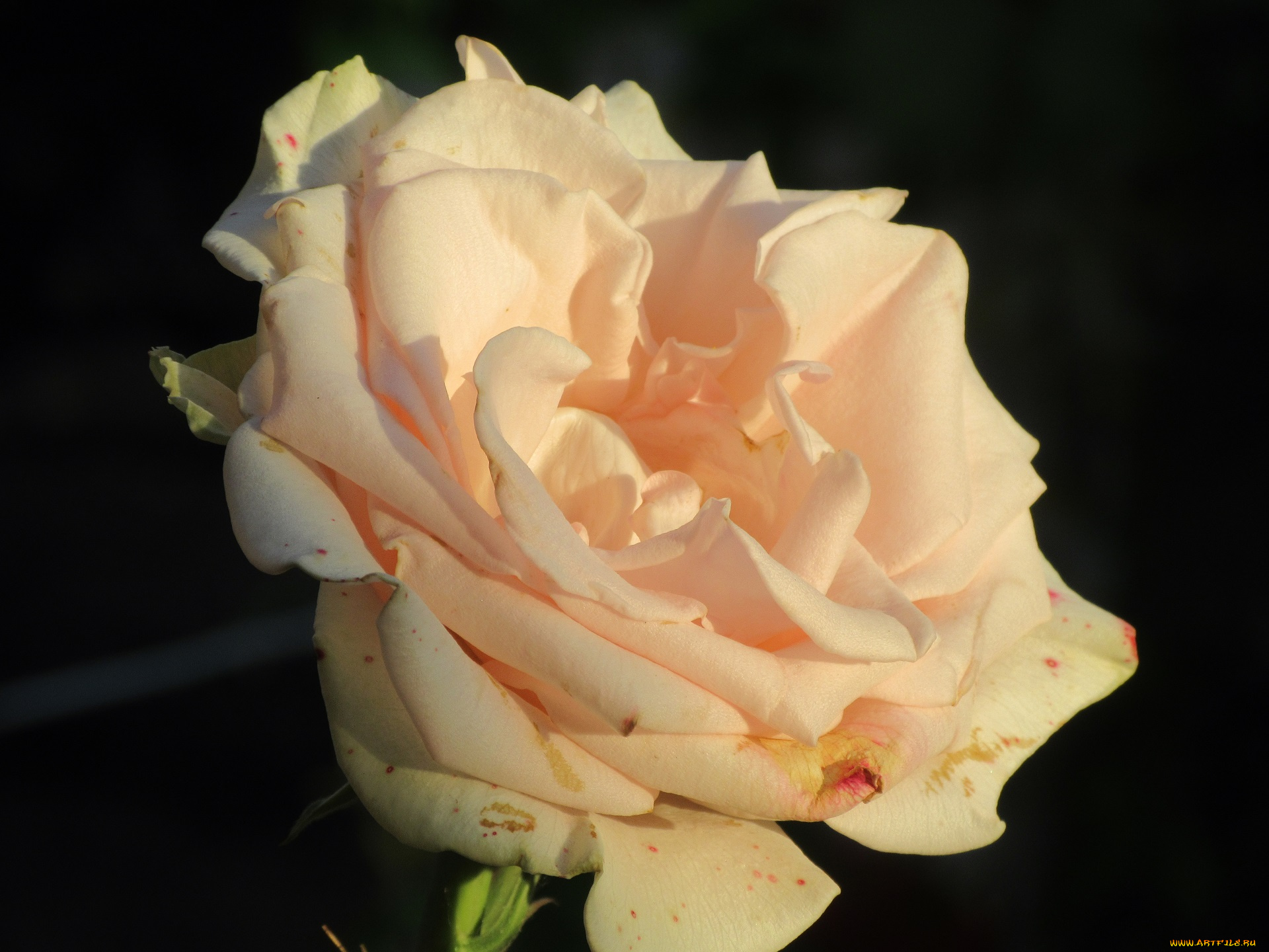 цветы, розы, лето, 2018