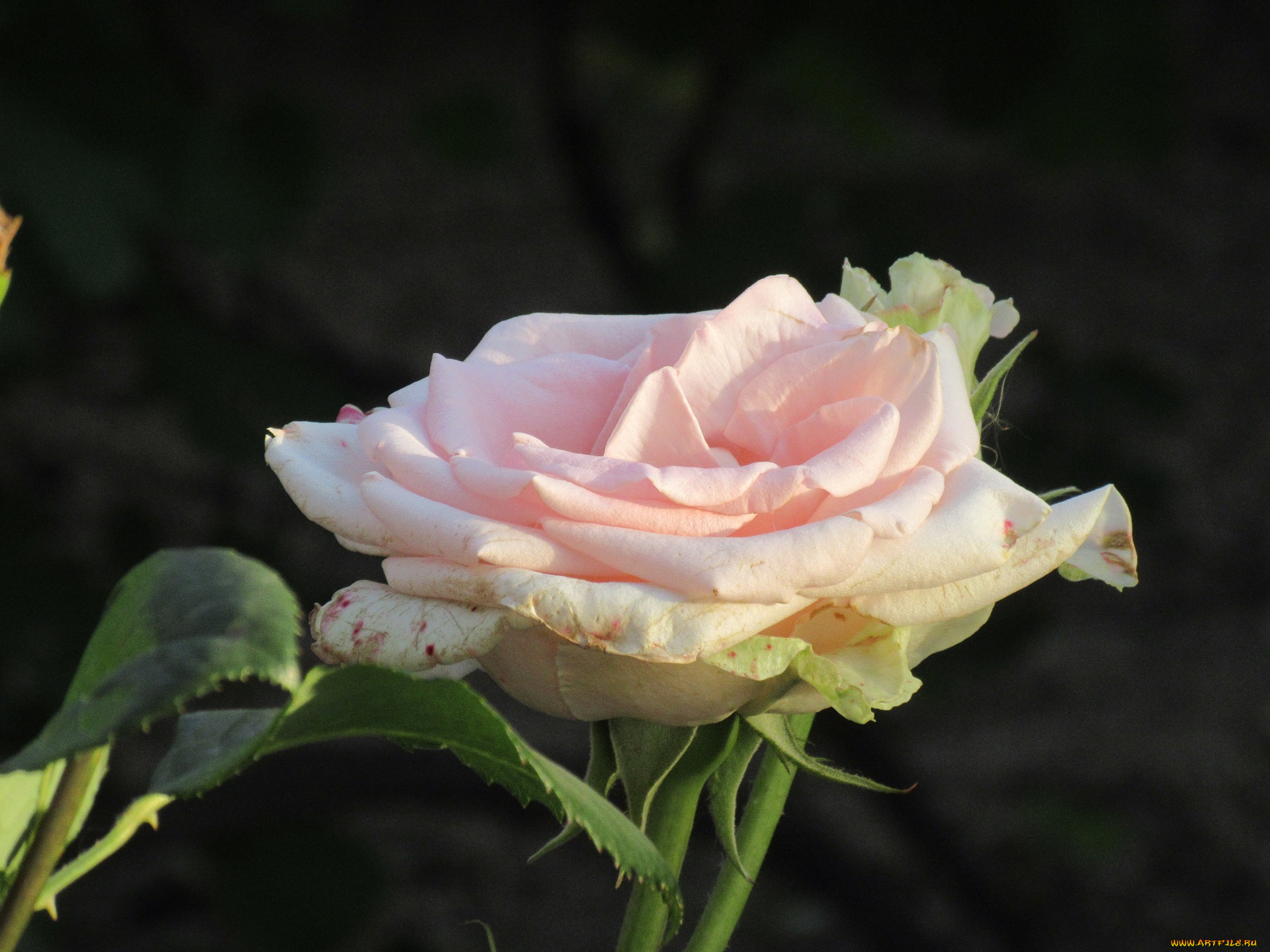 цветы, розы, лето, 2018