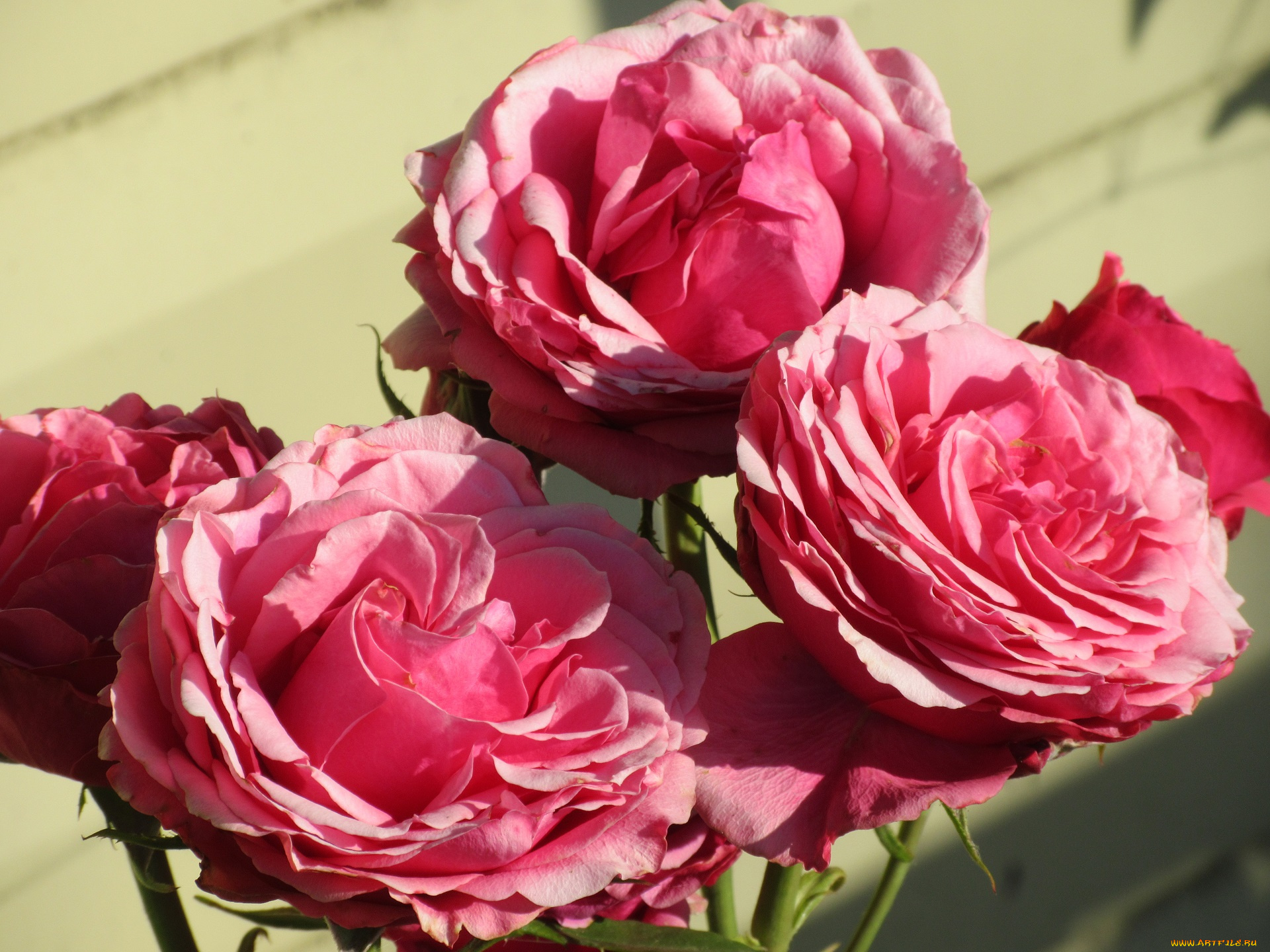 цветы, розы, лето, 2018