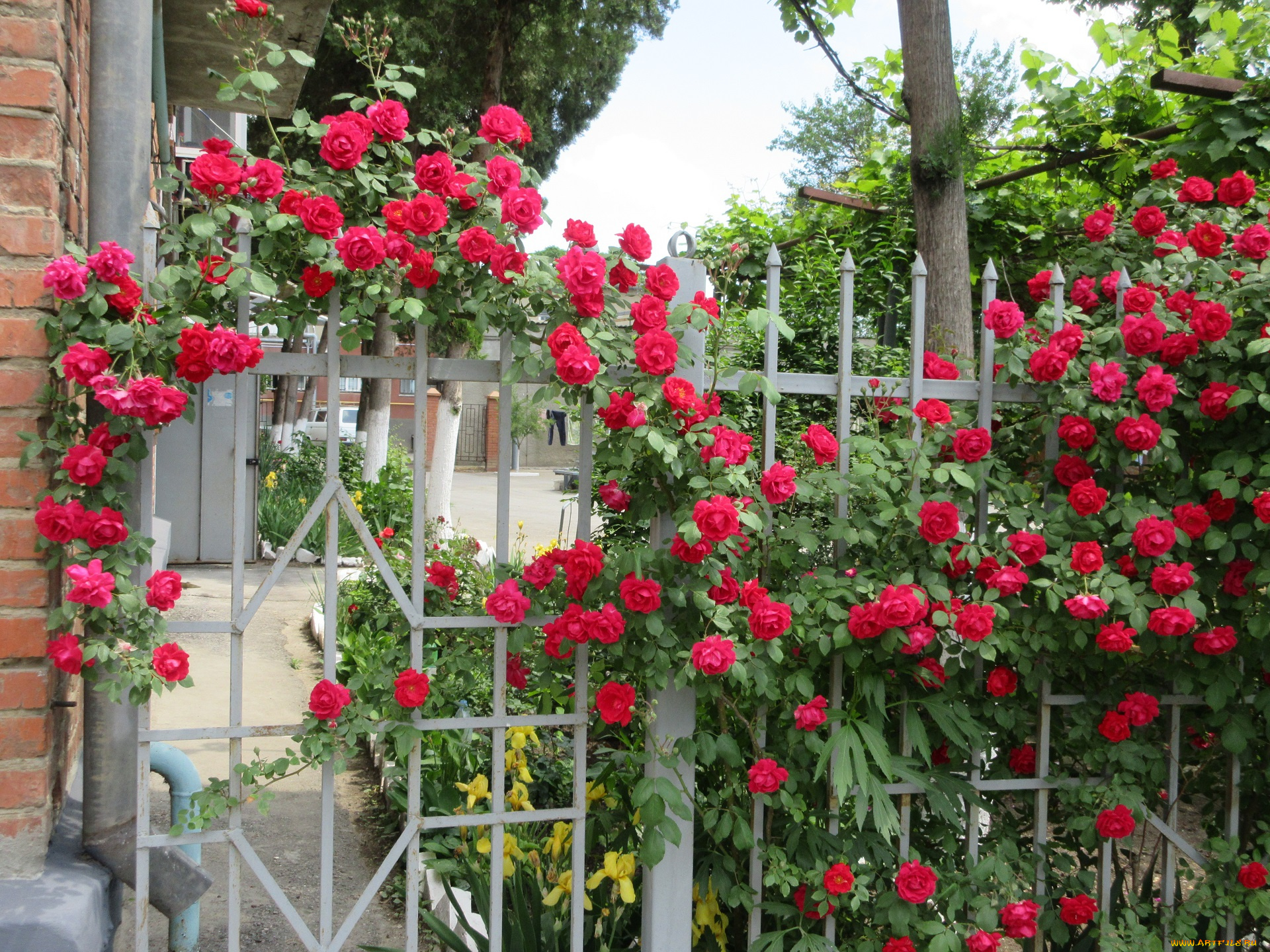 цветы, розы, весна, 2018