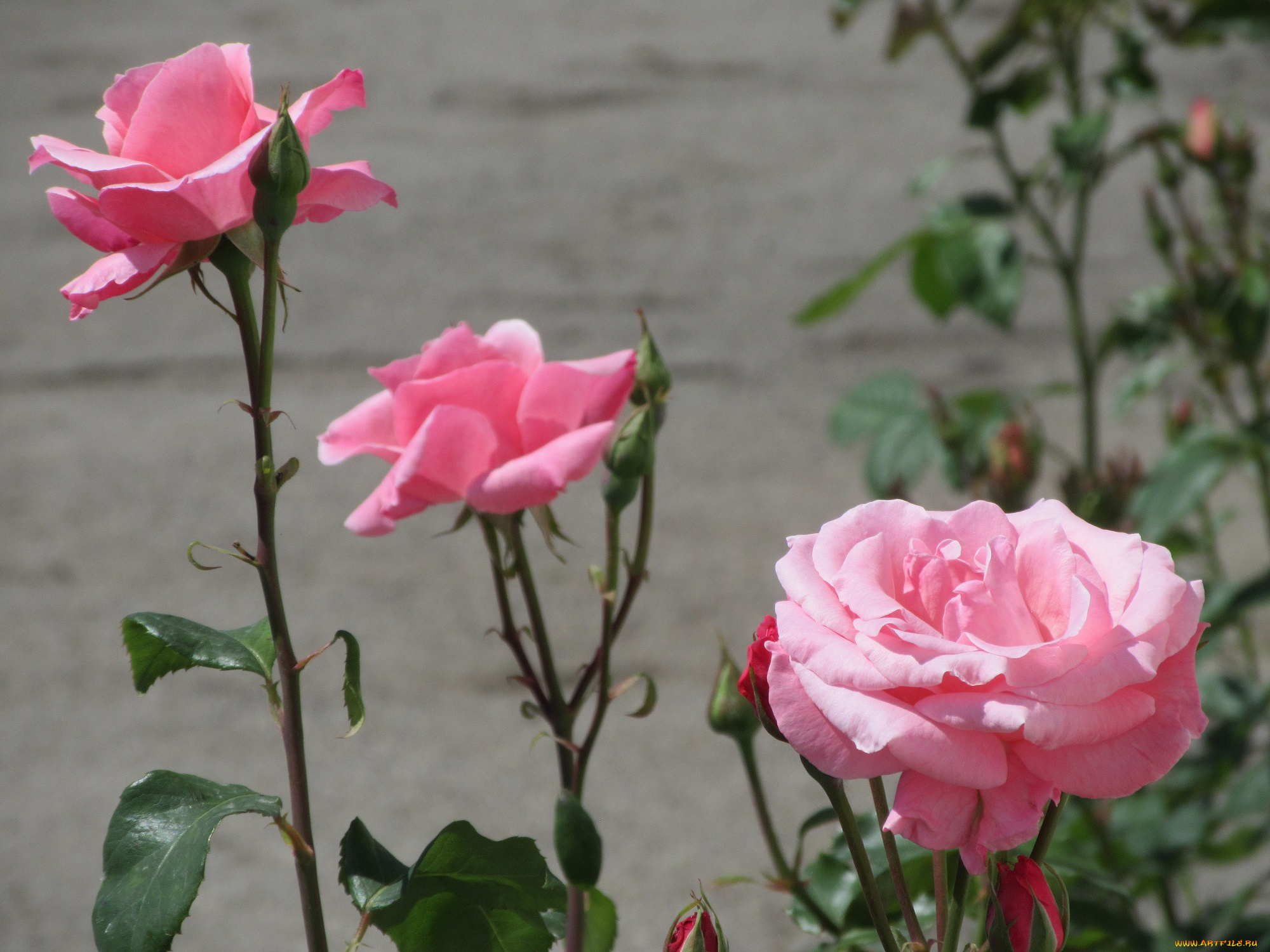 цветы, розы, весна, 2018