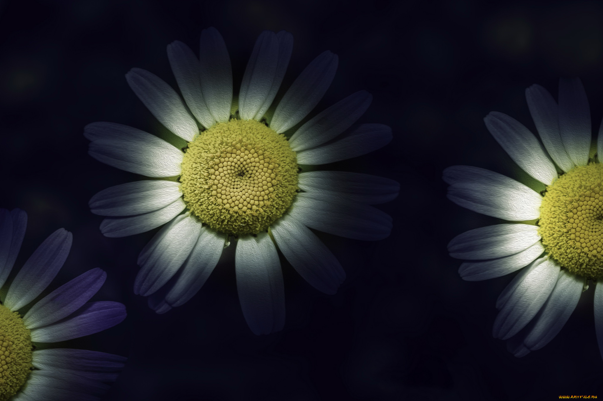 разное, компьютерный, дизайн, цветы, фон, ромашки