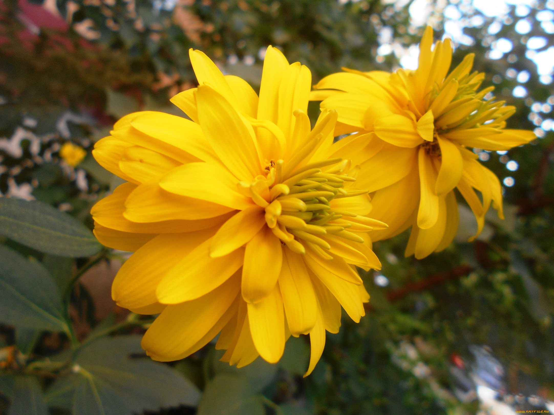 цветы, георгины