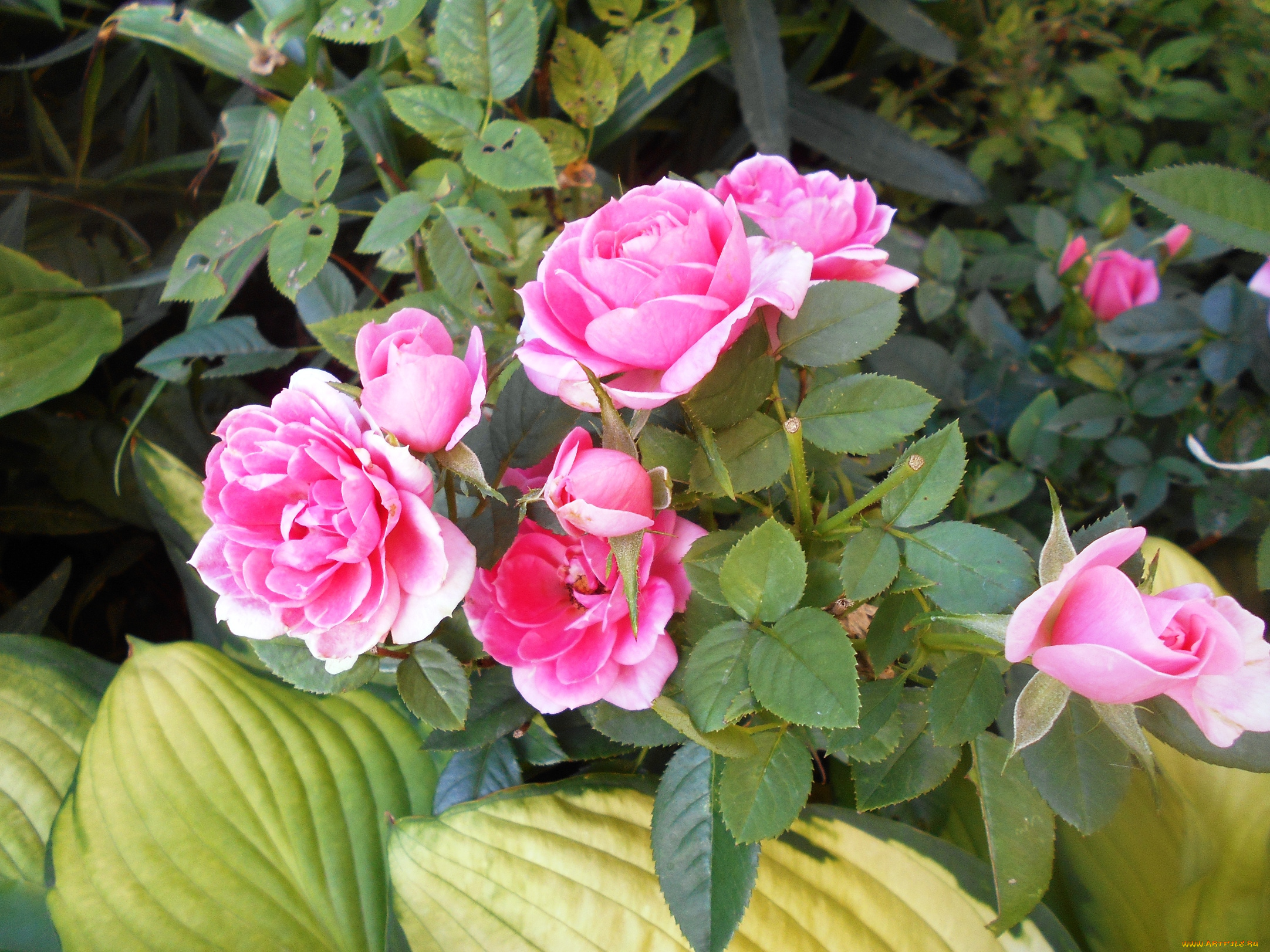 цветы, розы