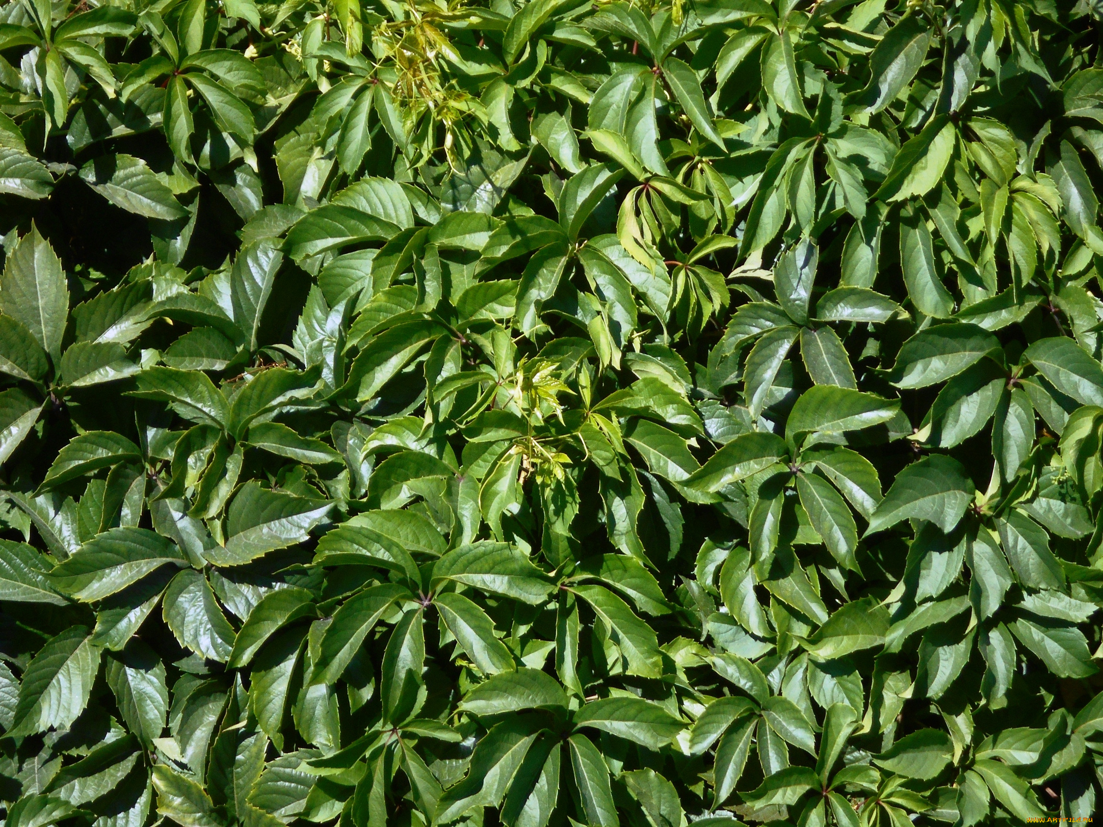 разное, текстуры, листья, текстура