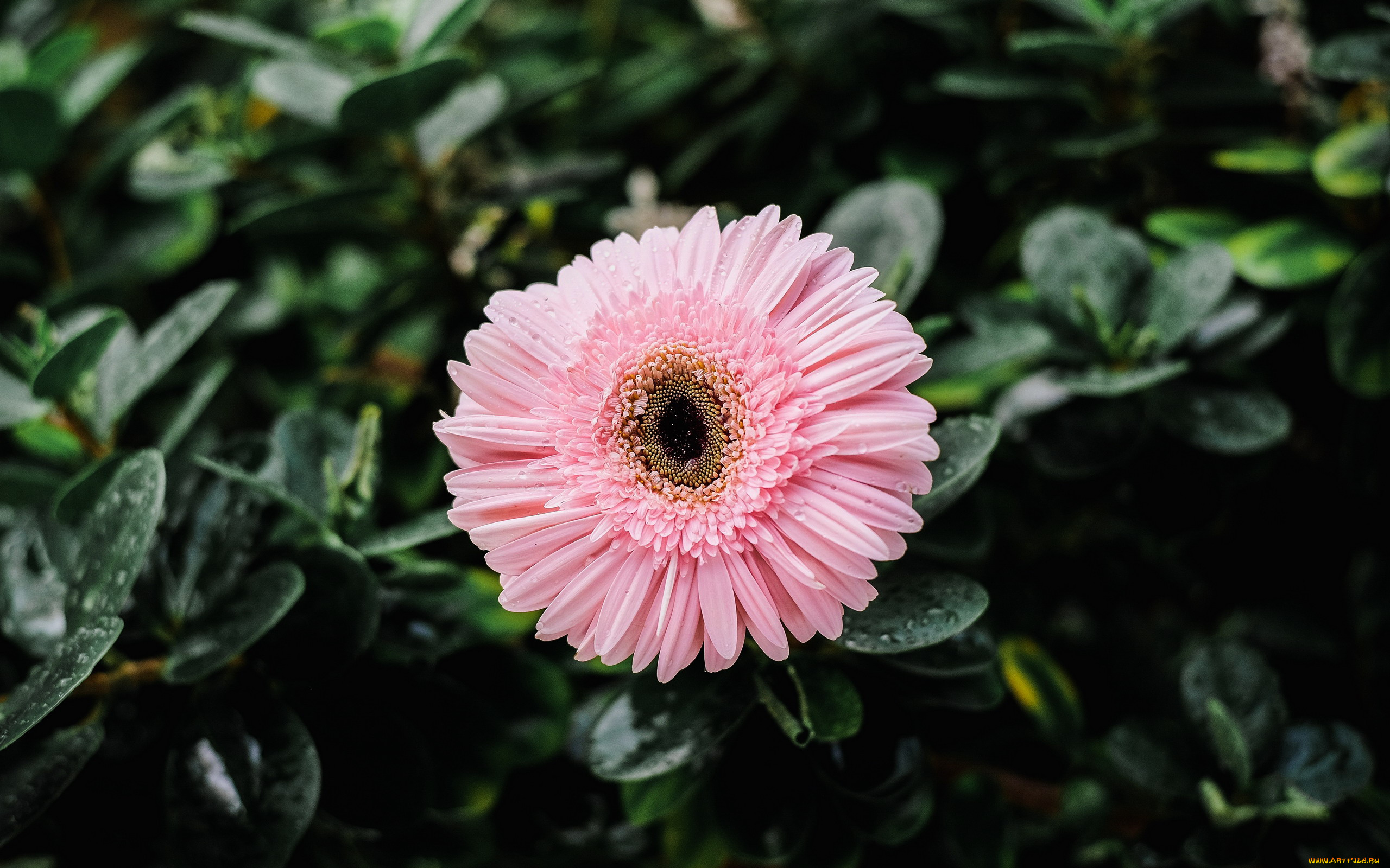 цветы, герберы, розовый