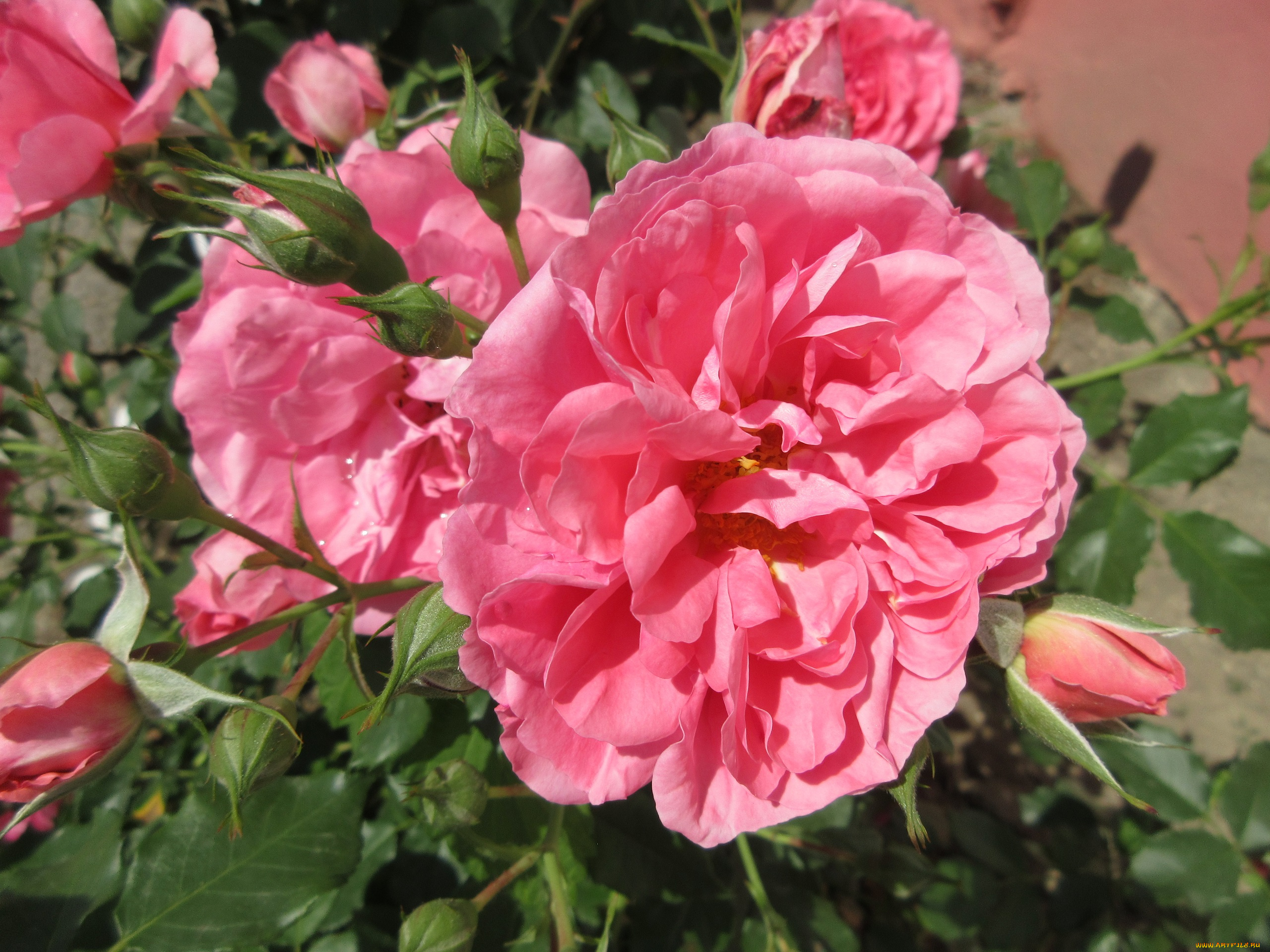 цветы, розы, весна, 2018