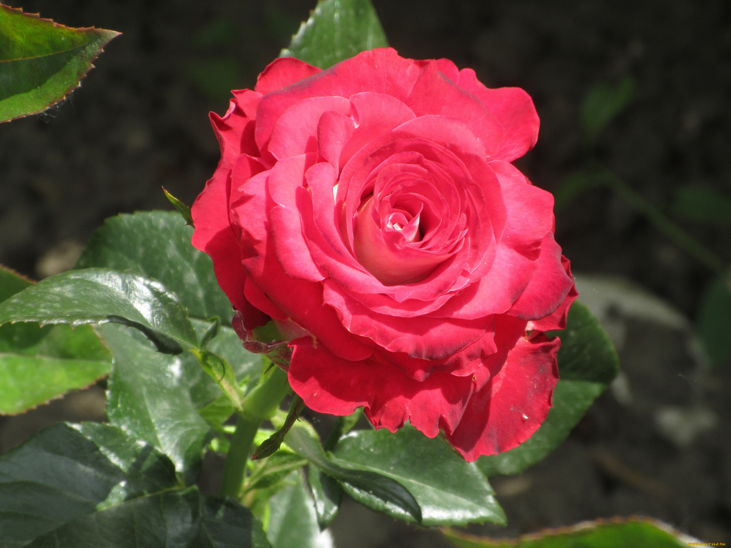 цветы, розы, весна, 2018