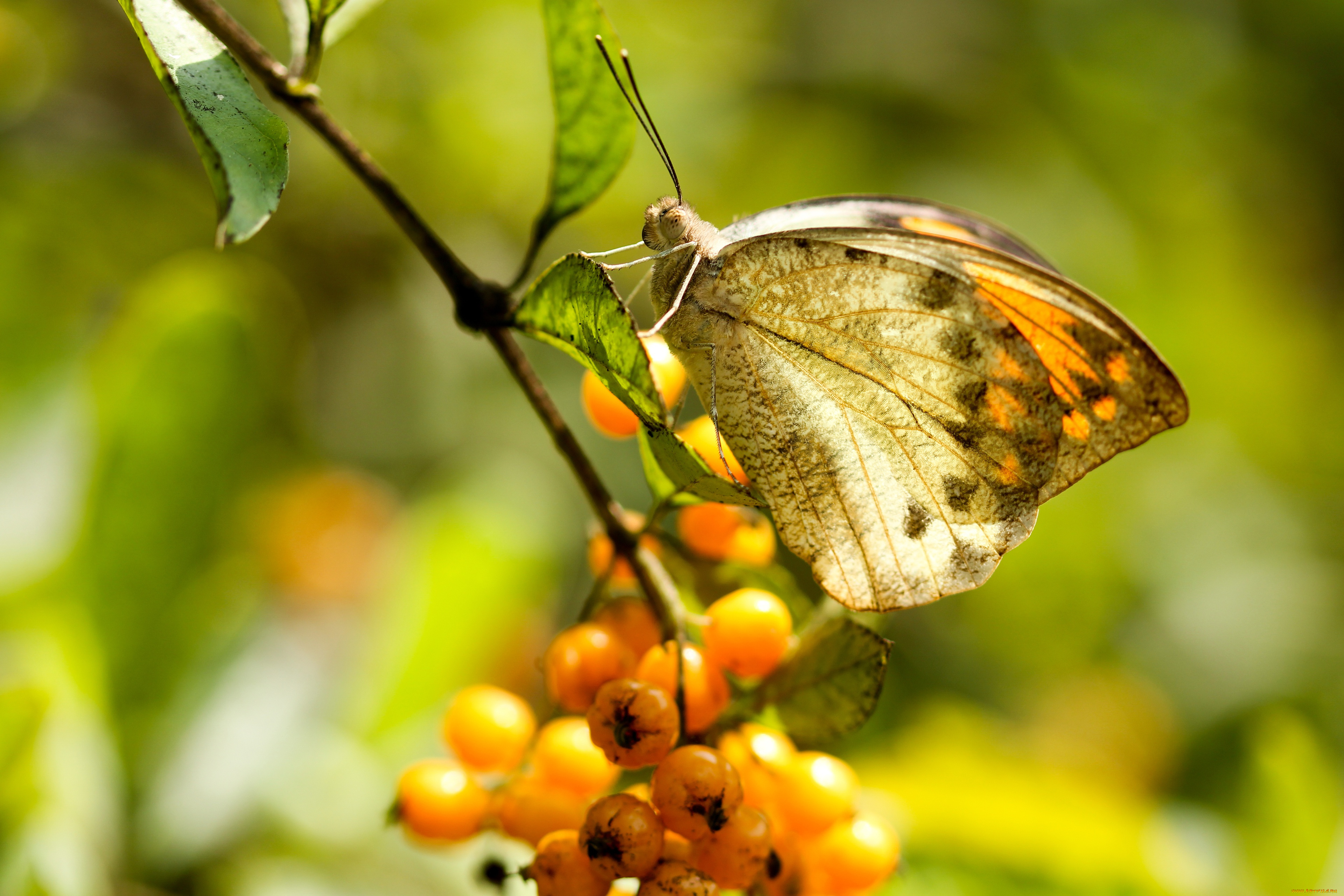 животные, бабочки, , мотыльки, , моли, плоды, ветка, фон, бабочка, макро, ягоды, насекомое
