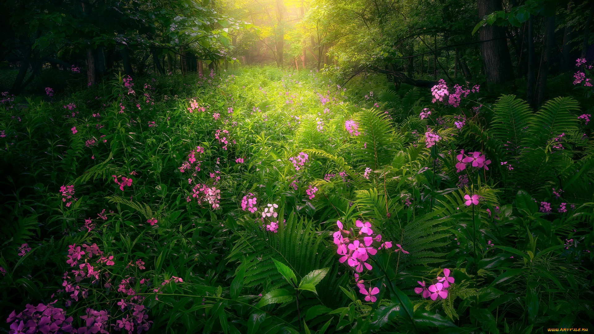 природа, парк, north, america, greater, toronto, area, rouge, national, urban, park