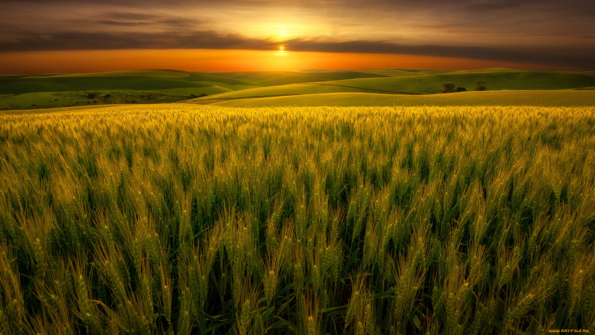 природа, поля, поле, небо, солнце, облака, закат, вид, рожь, вечер, колосья, злаки, луга, ржаное