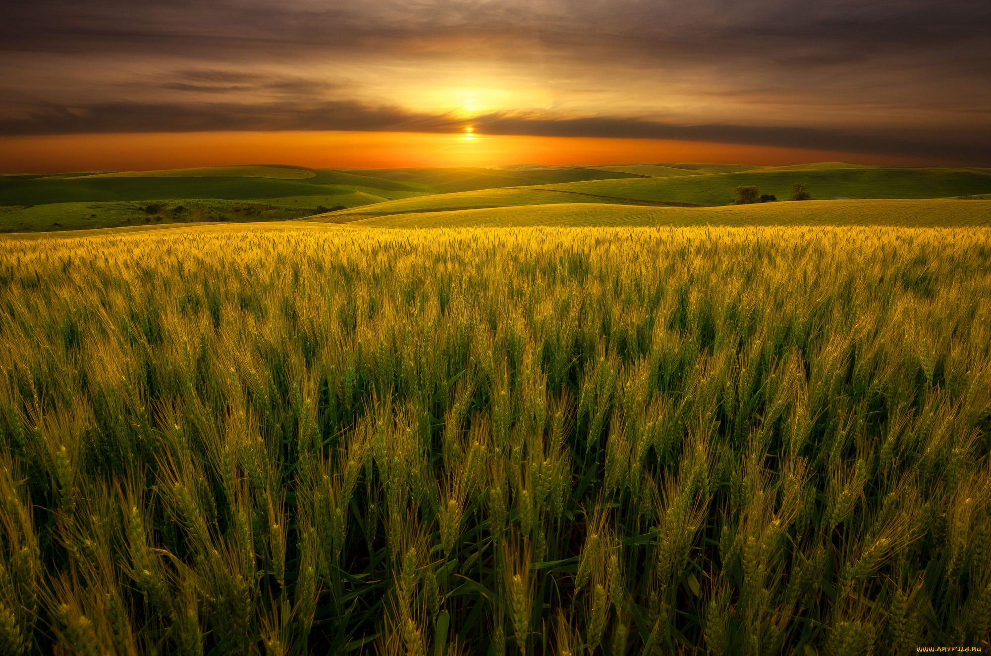 природа, поля, поле, небо, солнце, облака, закат, вид, рожь, вечер, колосья, злаки, луга, ржаное