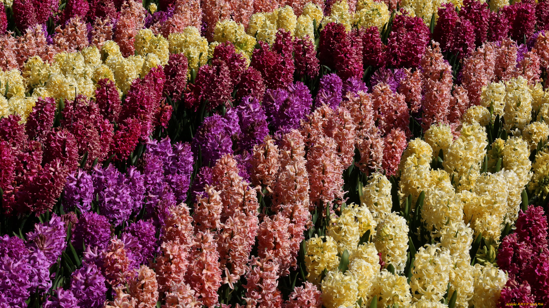 цветы, гиацинты, клумба, разноцветные, много