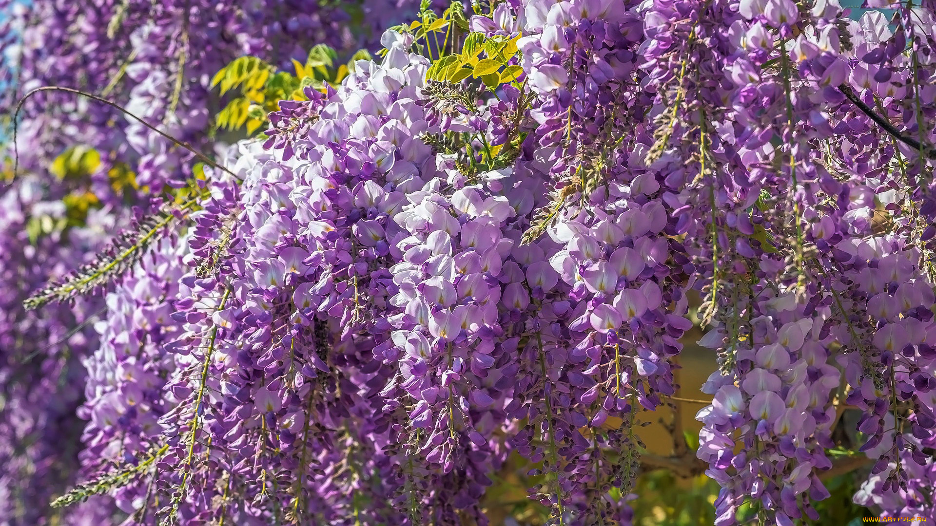цветы, глициния, дерево, лиловая