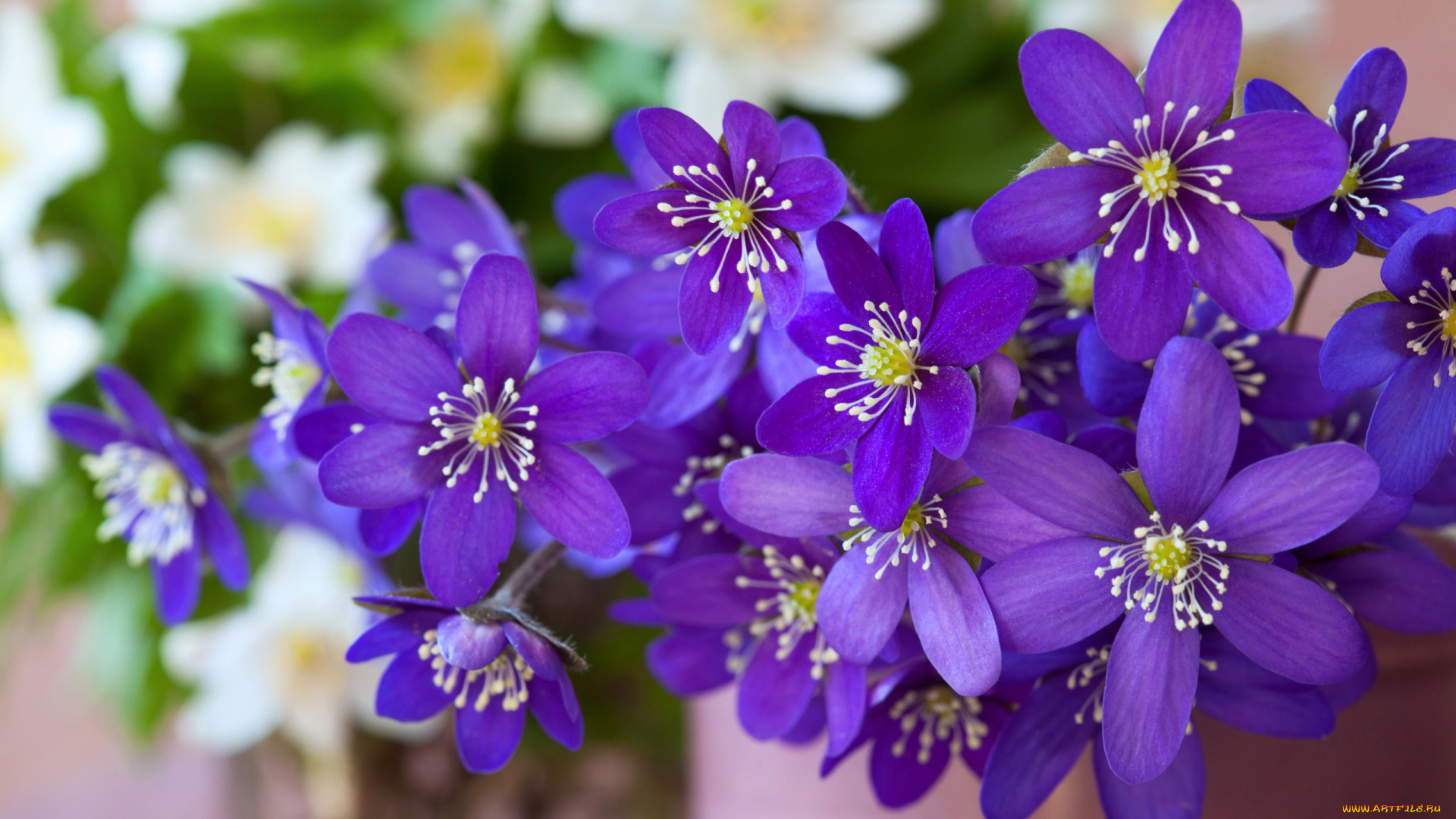 цветы, ветреницы, , печёночницы, лиловые, печеночницы