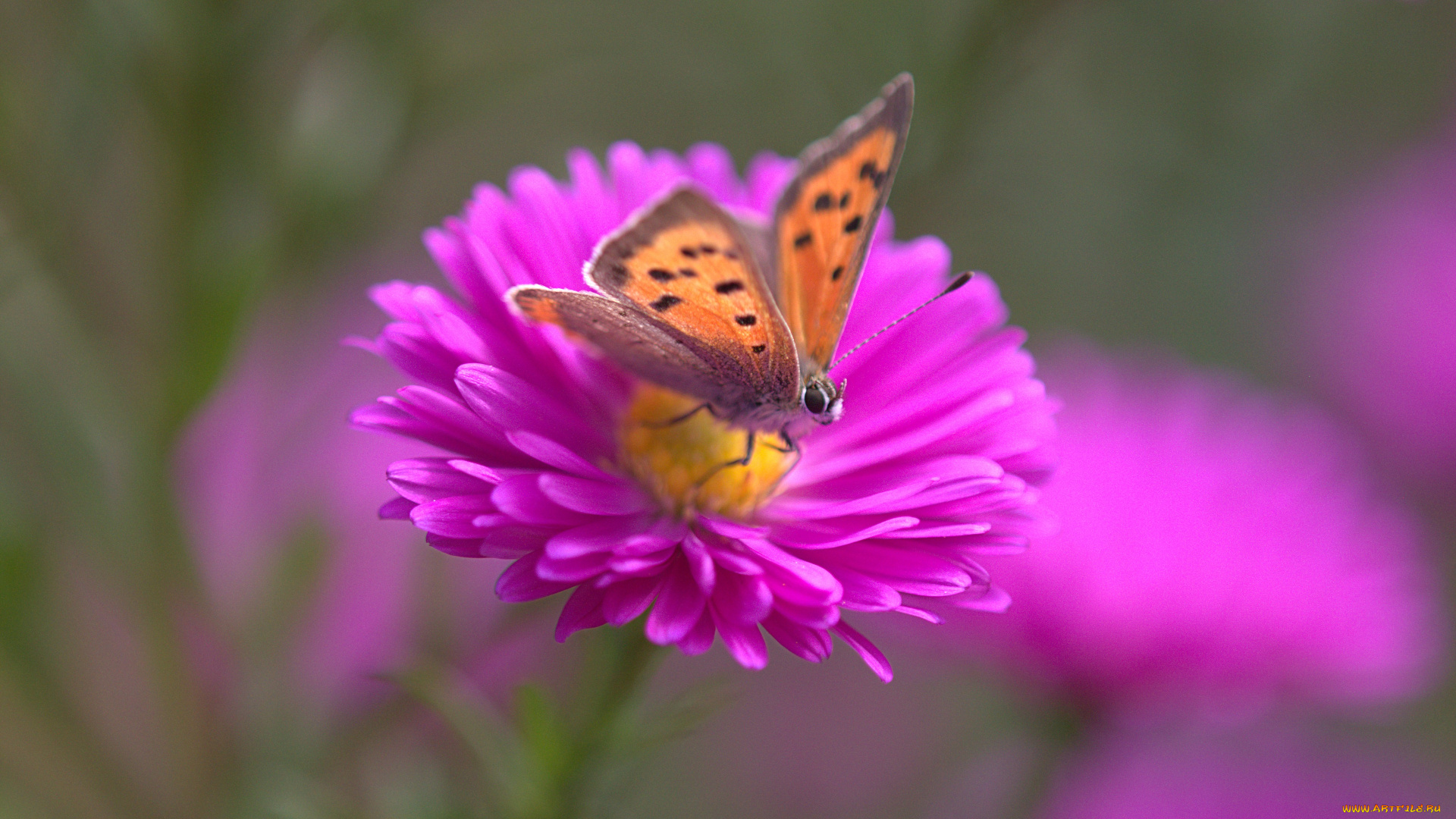 животные, бабочки, , мотыльки, , моли, бабочка