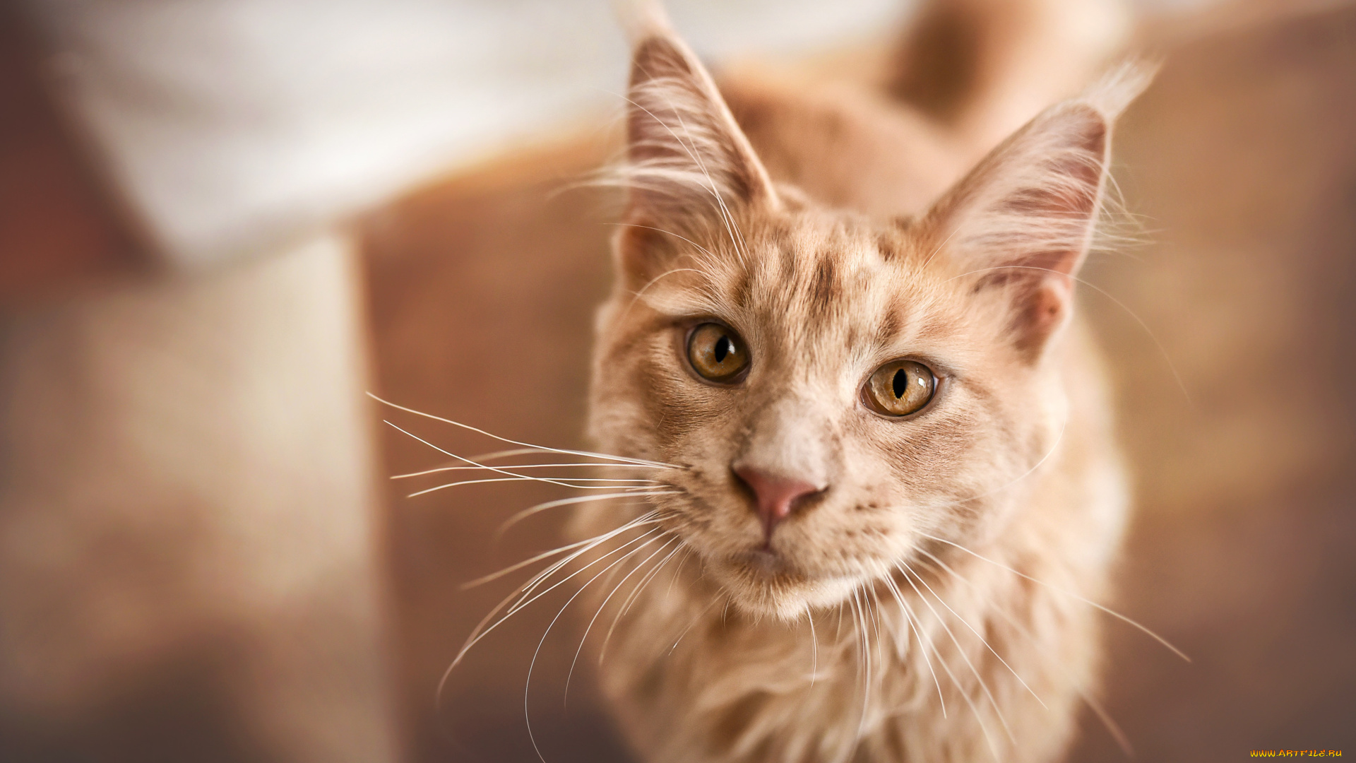 животные, коты, кот, кошка