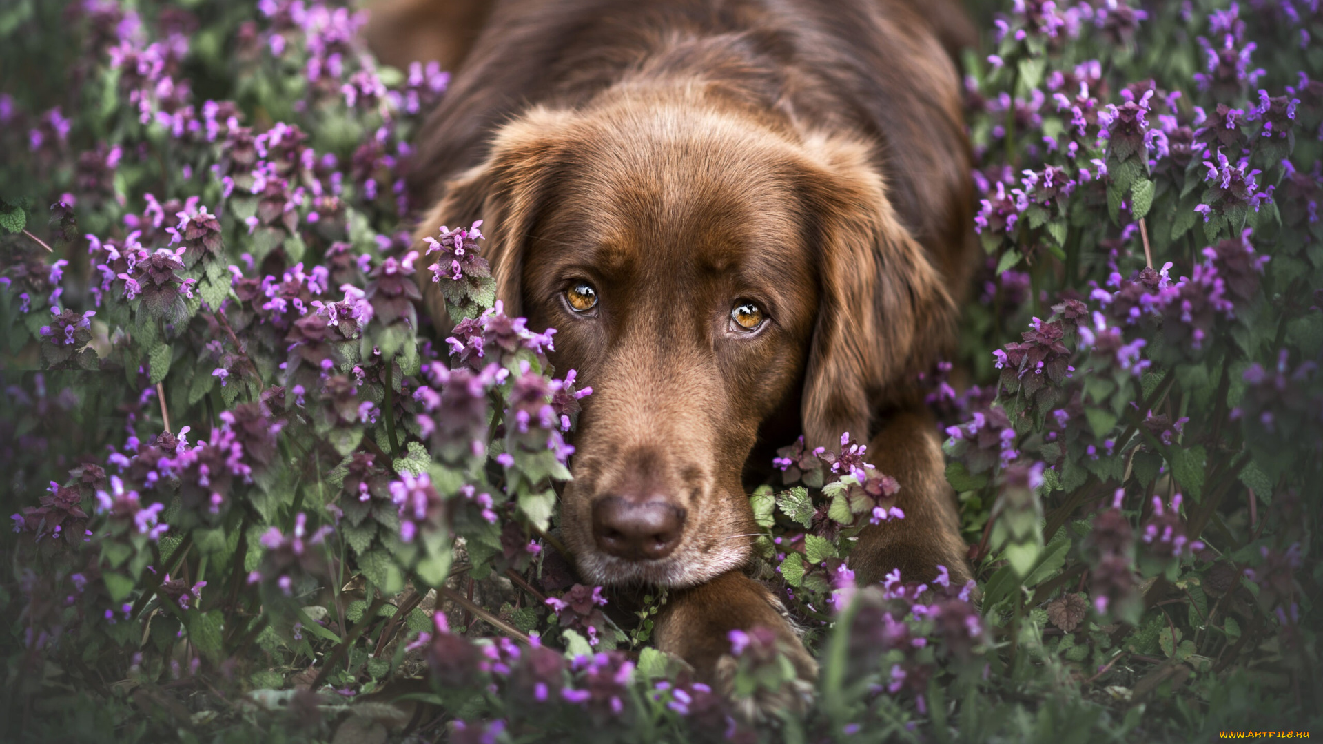 животные, собаки, собака