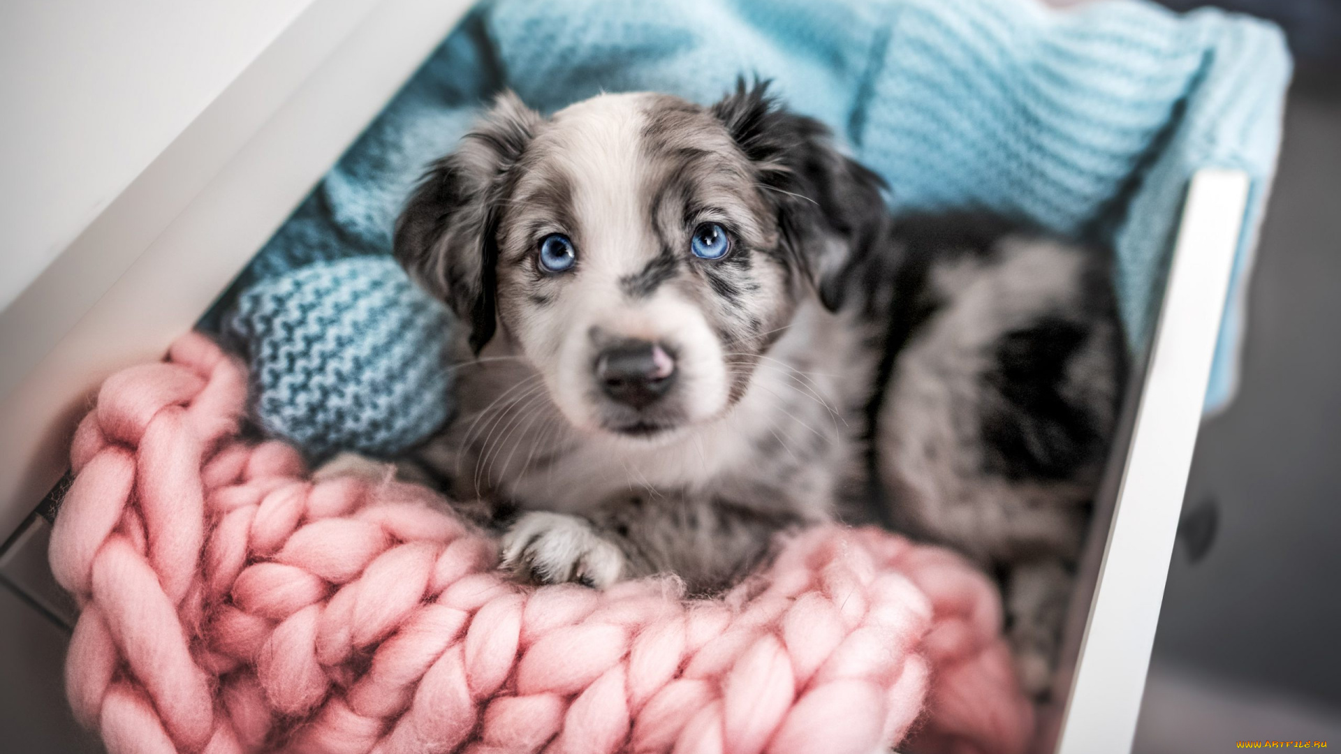 животные, собаки, собака