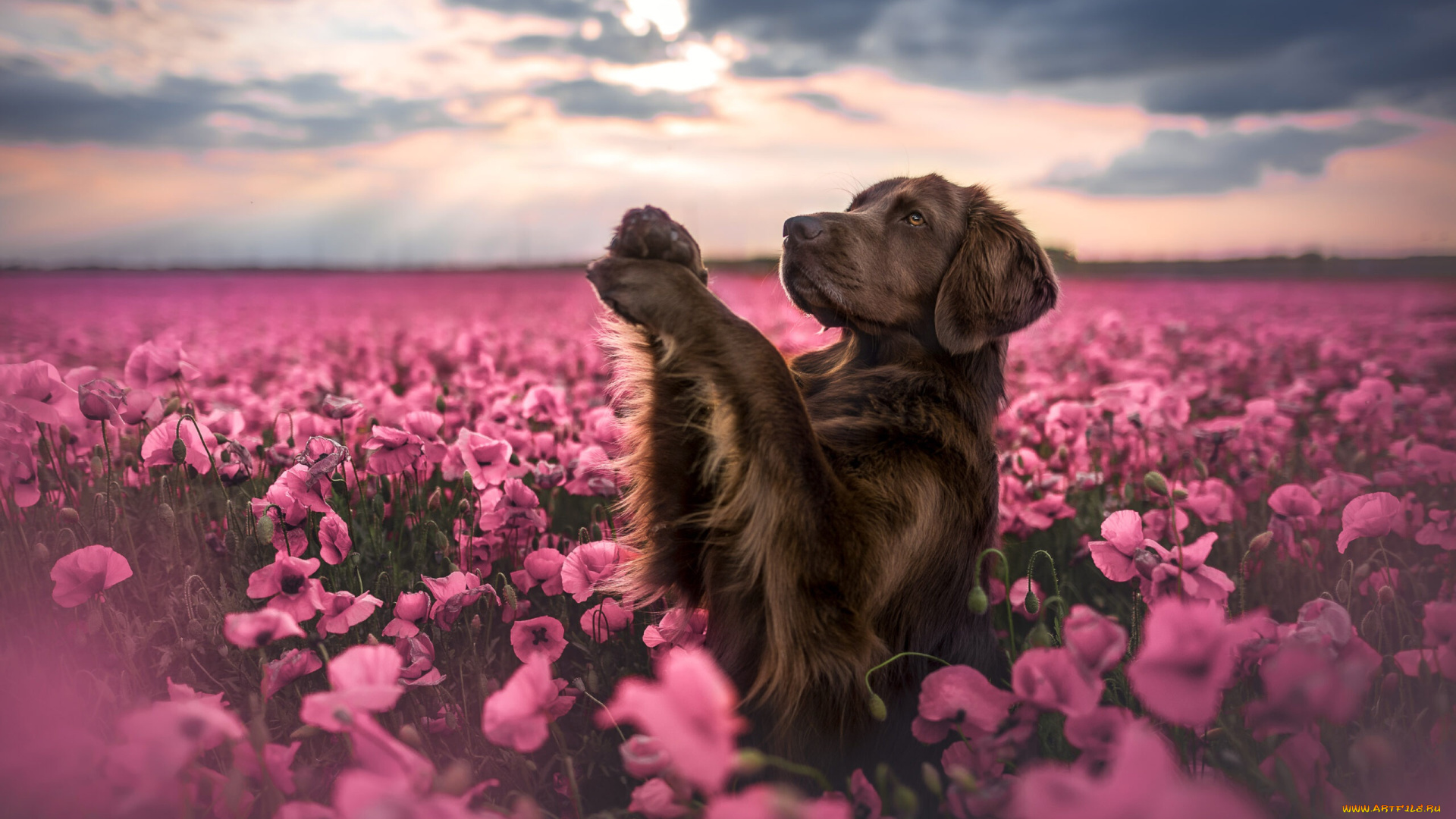 животные, собаки, собака