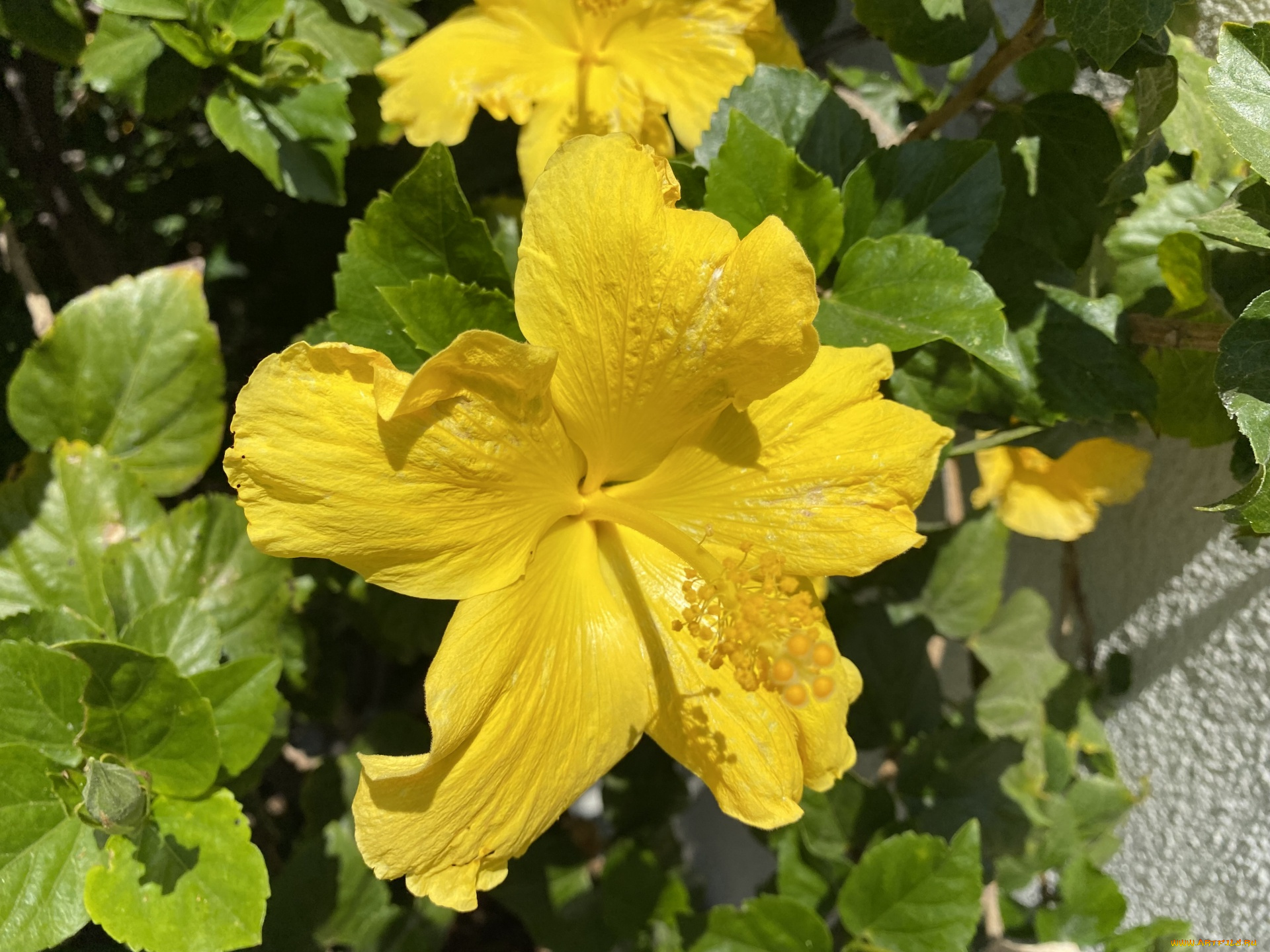 цветы, гибискусы, желтый, гибискус, макро