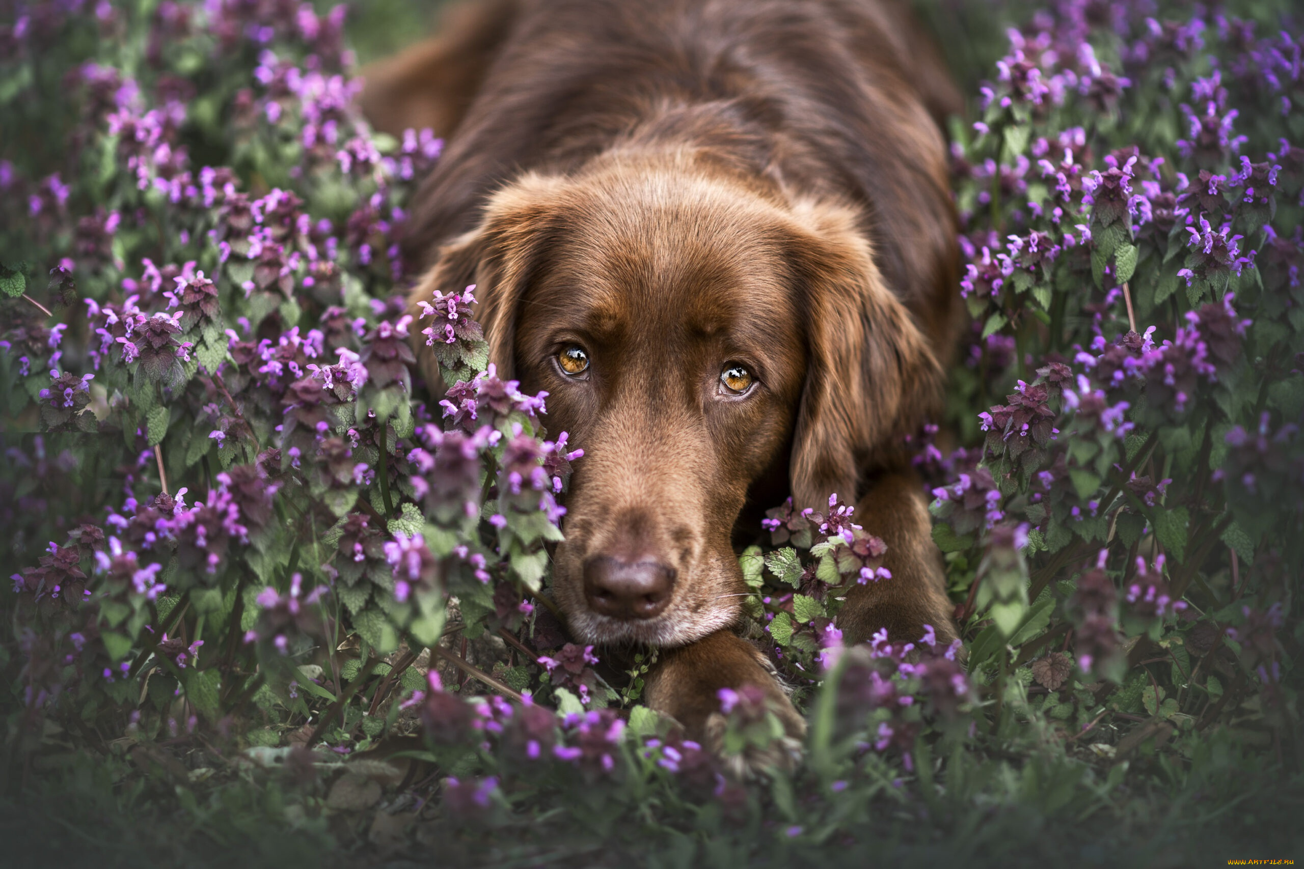 животные, собаки, собака