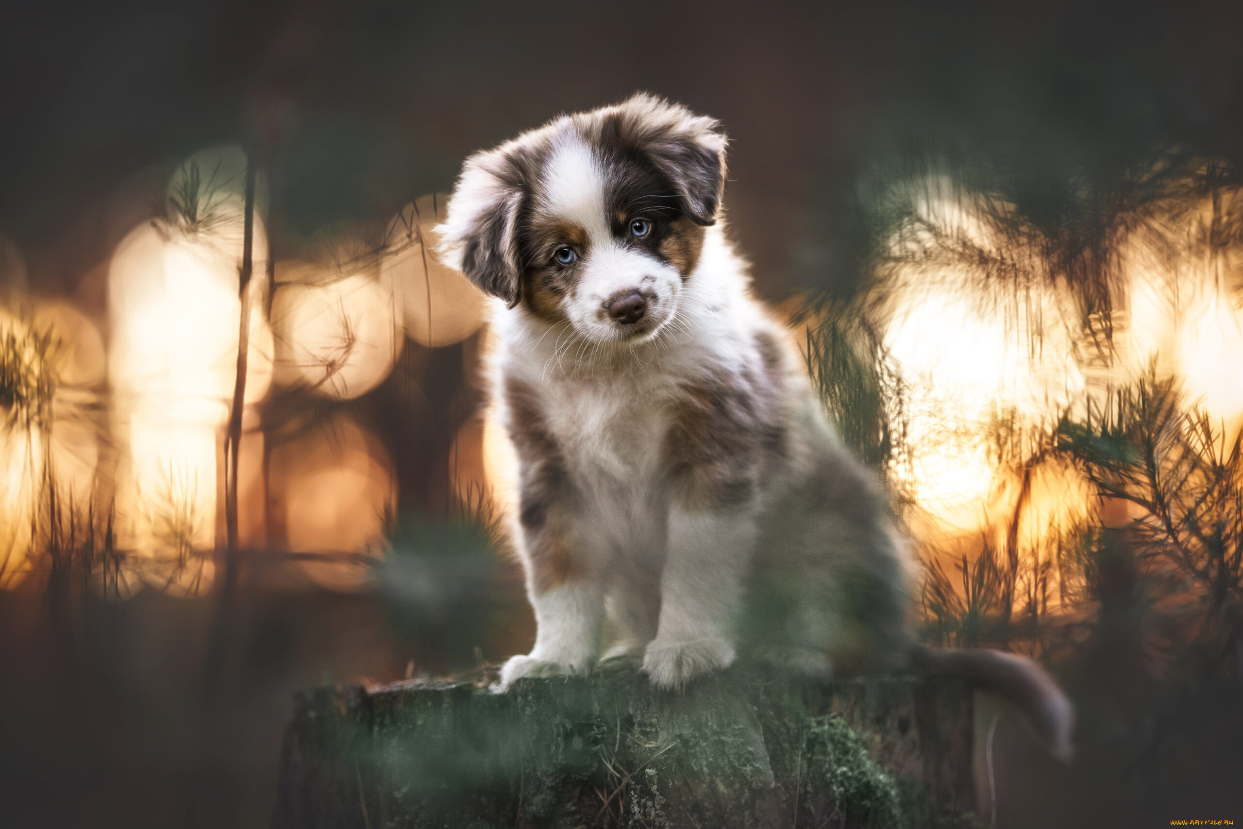 животные, собаки, собака