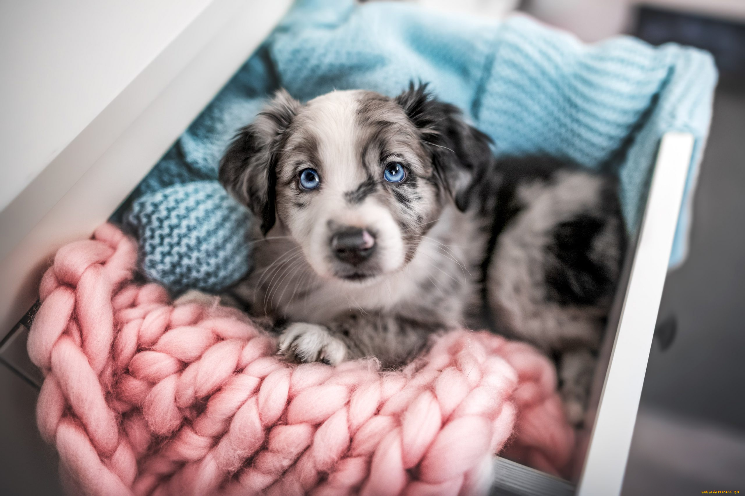 животные, собаки, собака