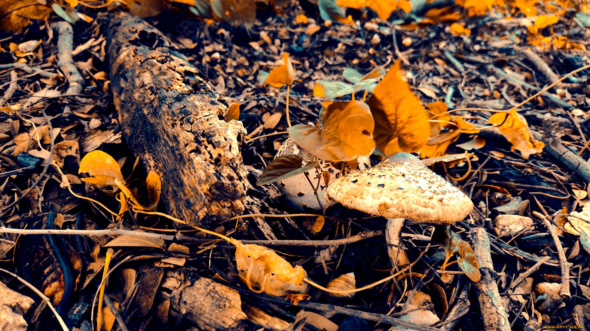 природа, грибы, осень, листья, гриб, поганка, палки
