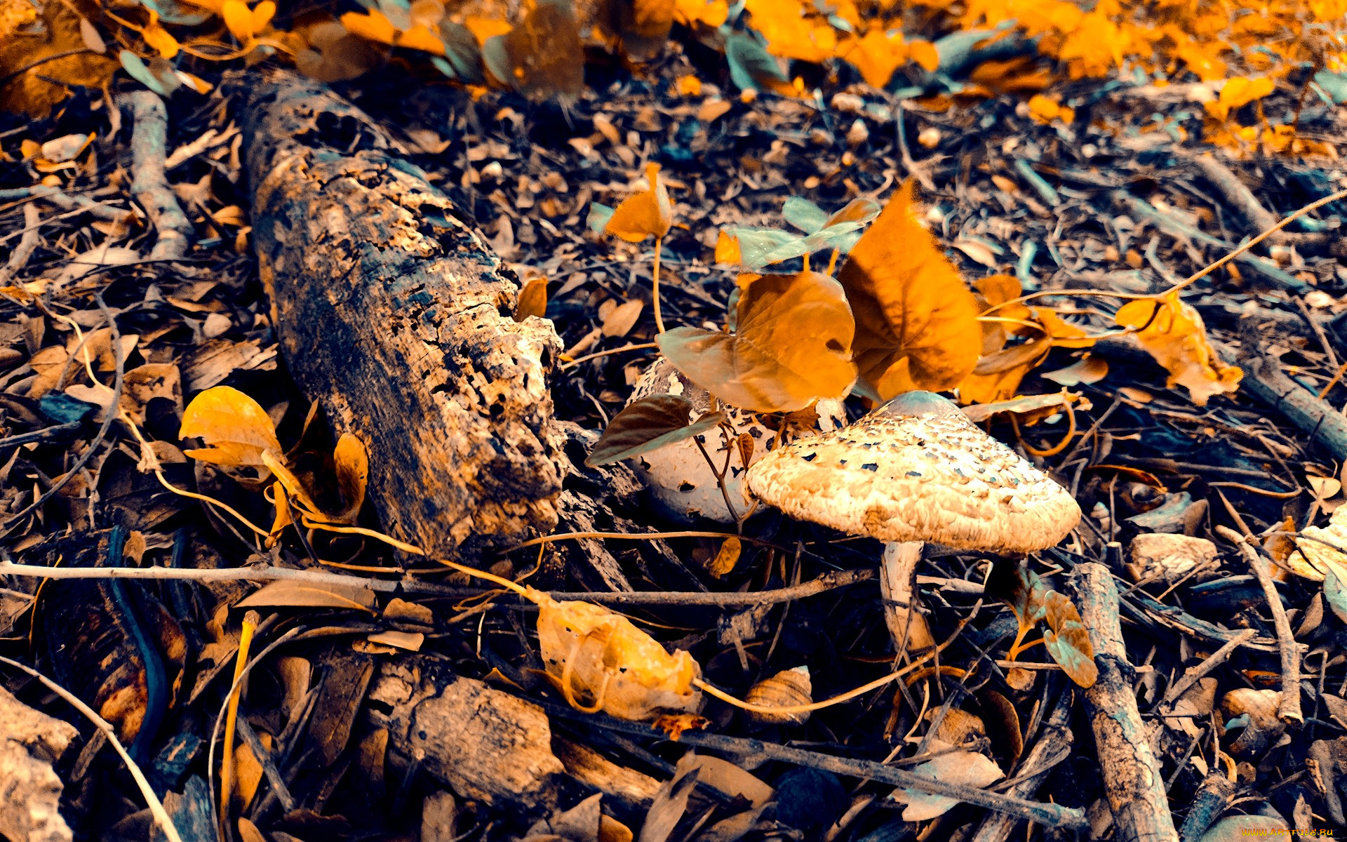 природа, грибы, осень, листья, гриб, поганка, палки