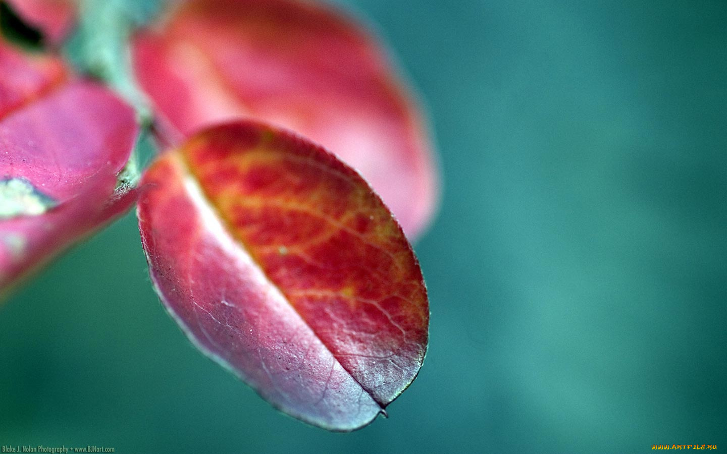 природа, листья