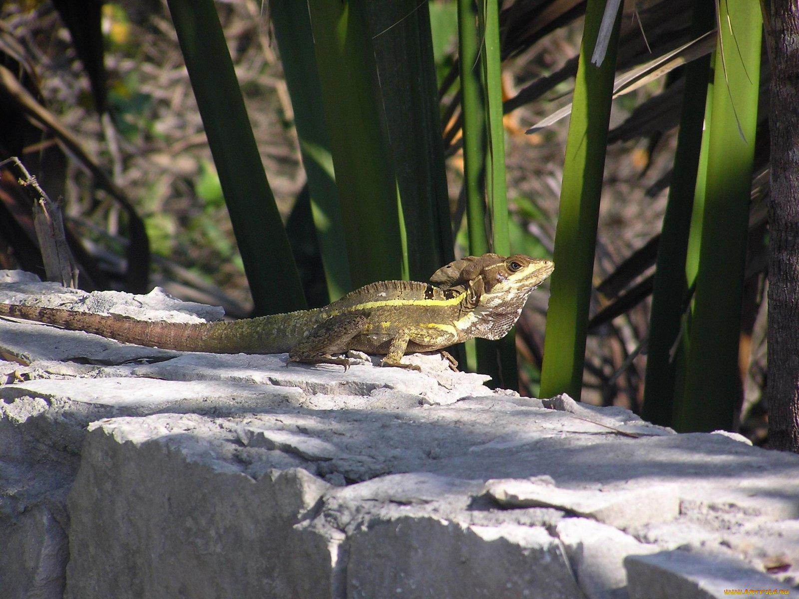 basilic, животные, Ящерицы, игуаны, вараны